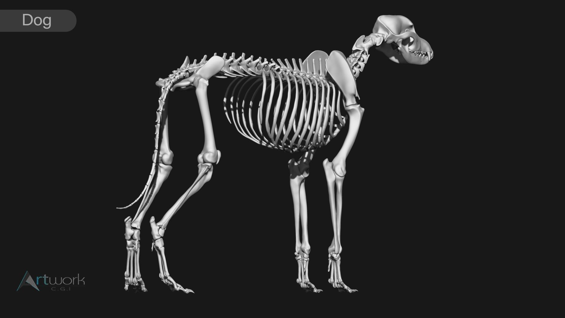 Cat and Dog skeleton 3D model_15