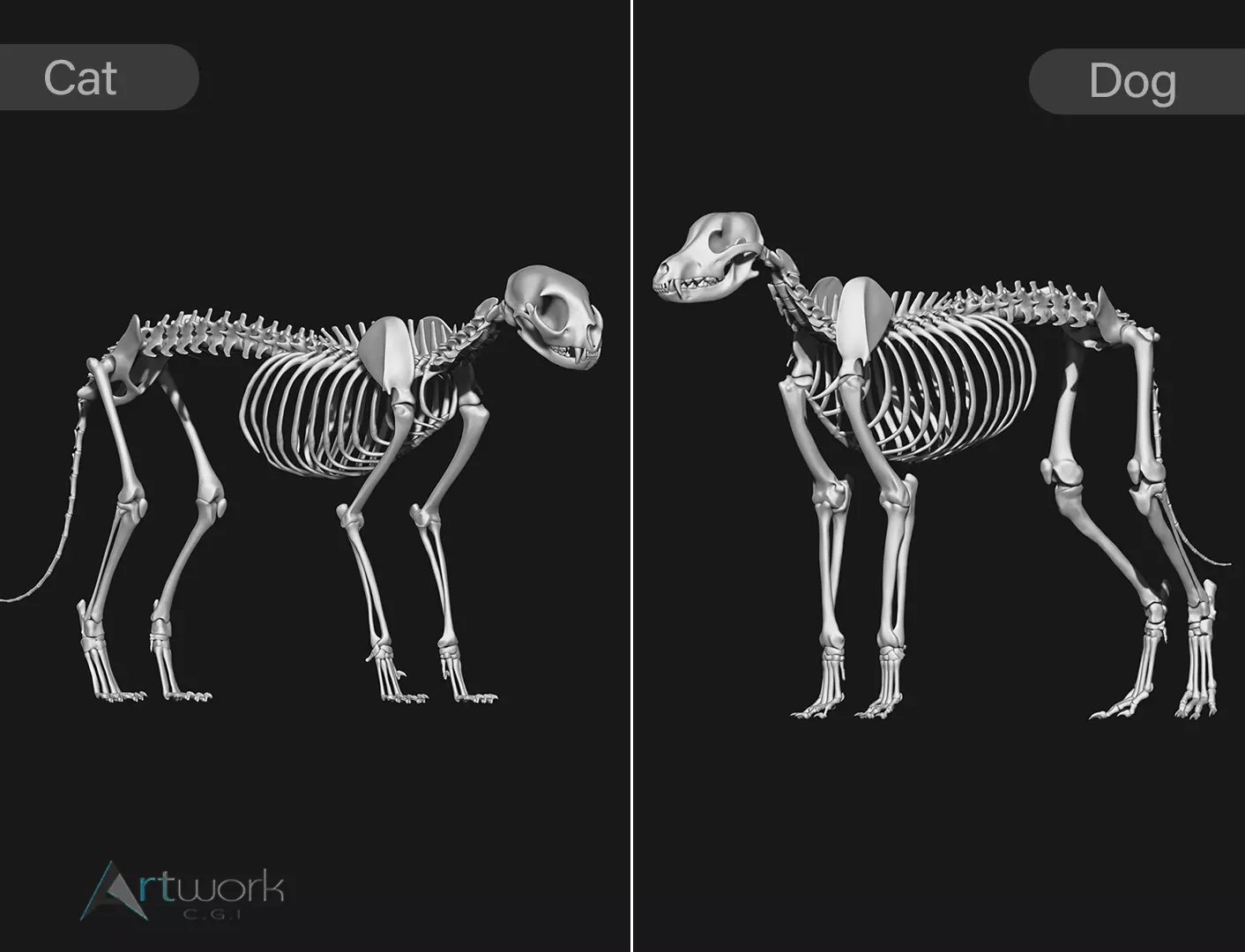 Cat and Dog skeleton 3D model_0