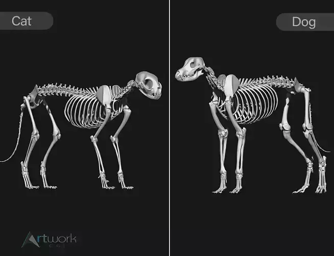 Cat and Dog skeleton 3D model