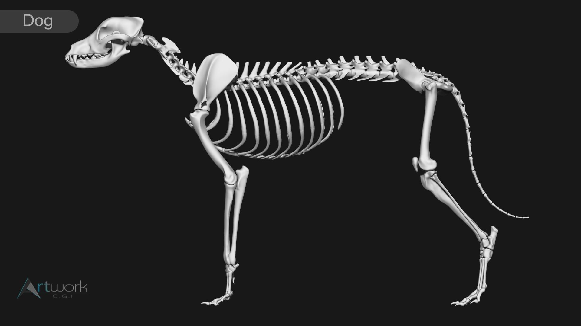 Cat and Dog skeleton 3D model_11