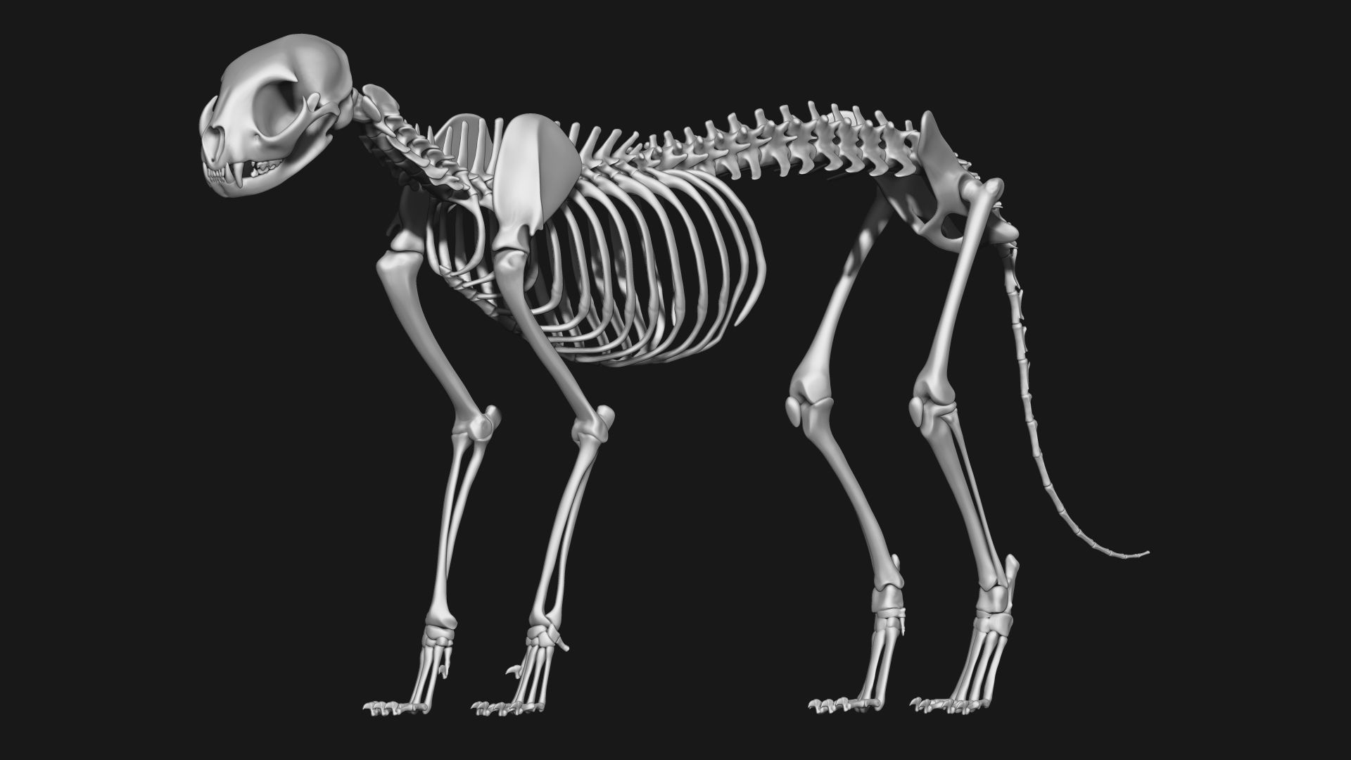 Cat and Dog skeleton 3D model_2