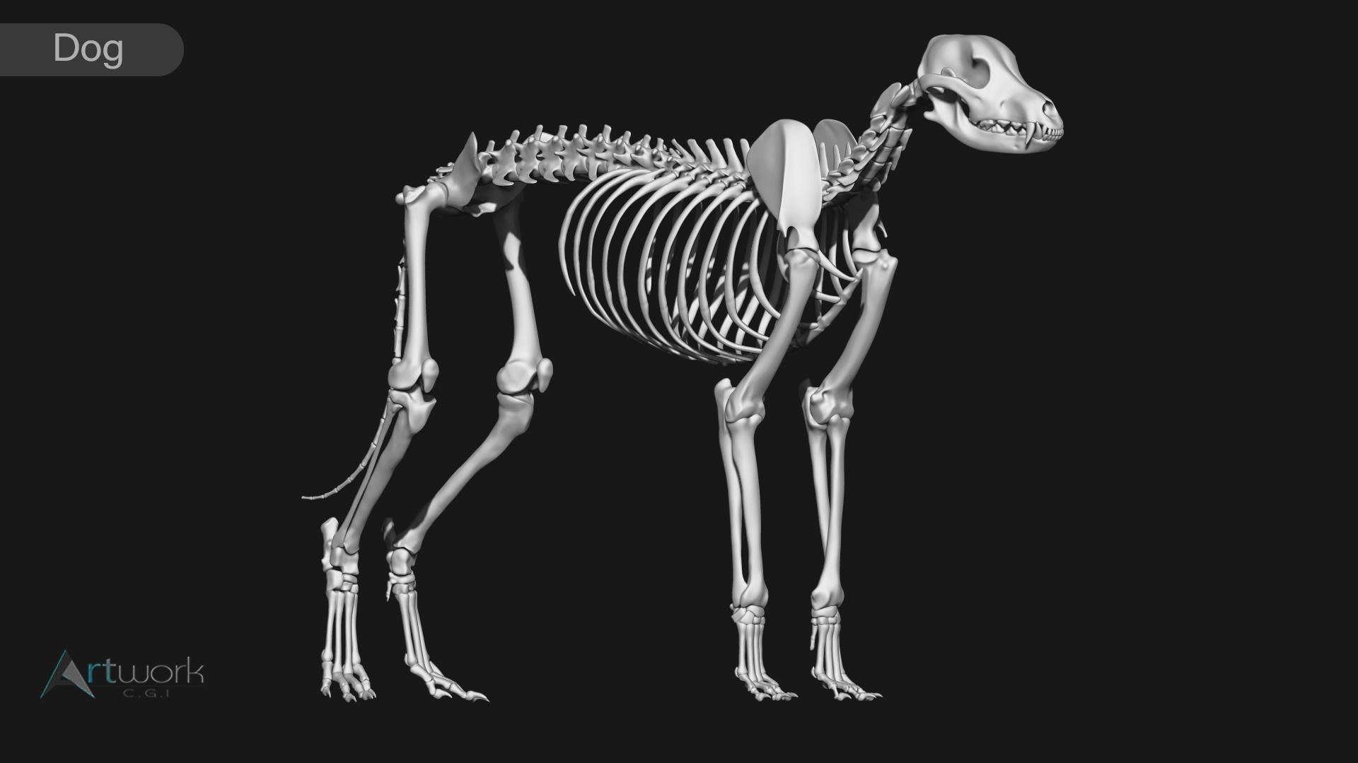 Cat and Dog skeleton 3D model_14