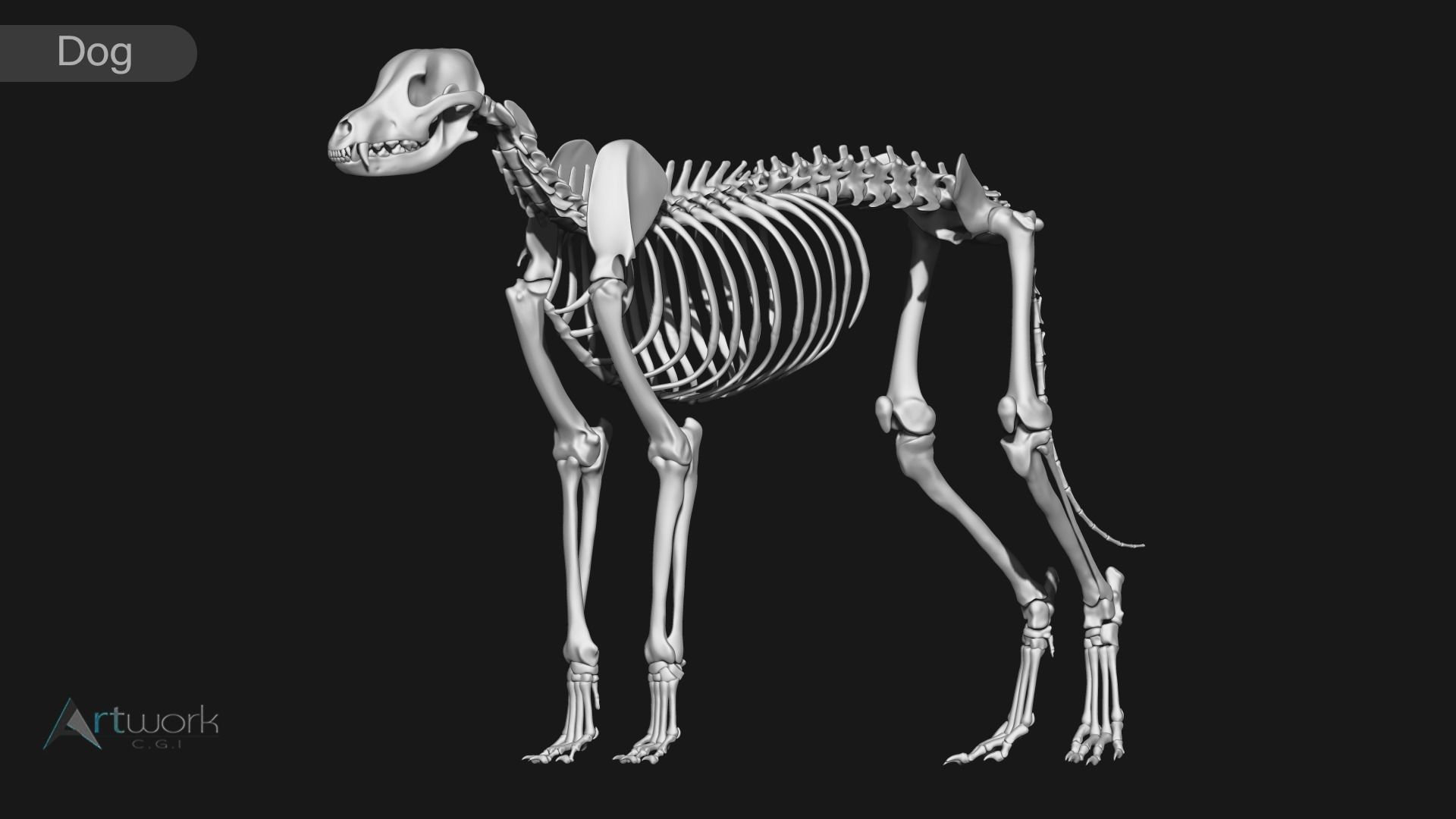 Cat and Dog skeleton 3D model_12