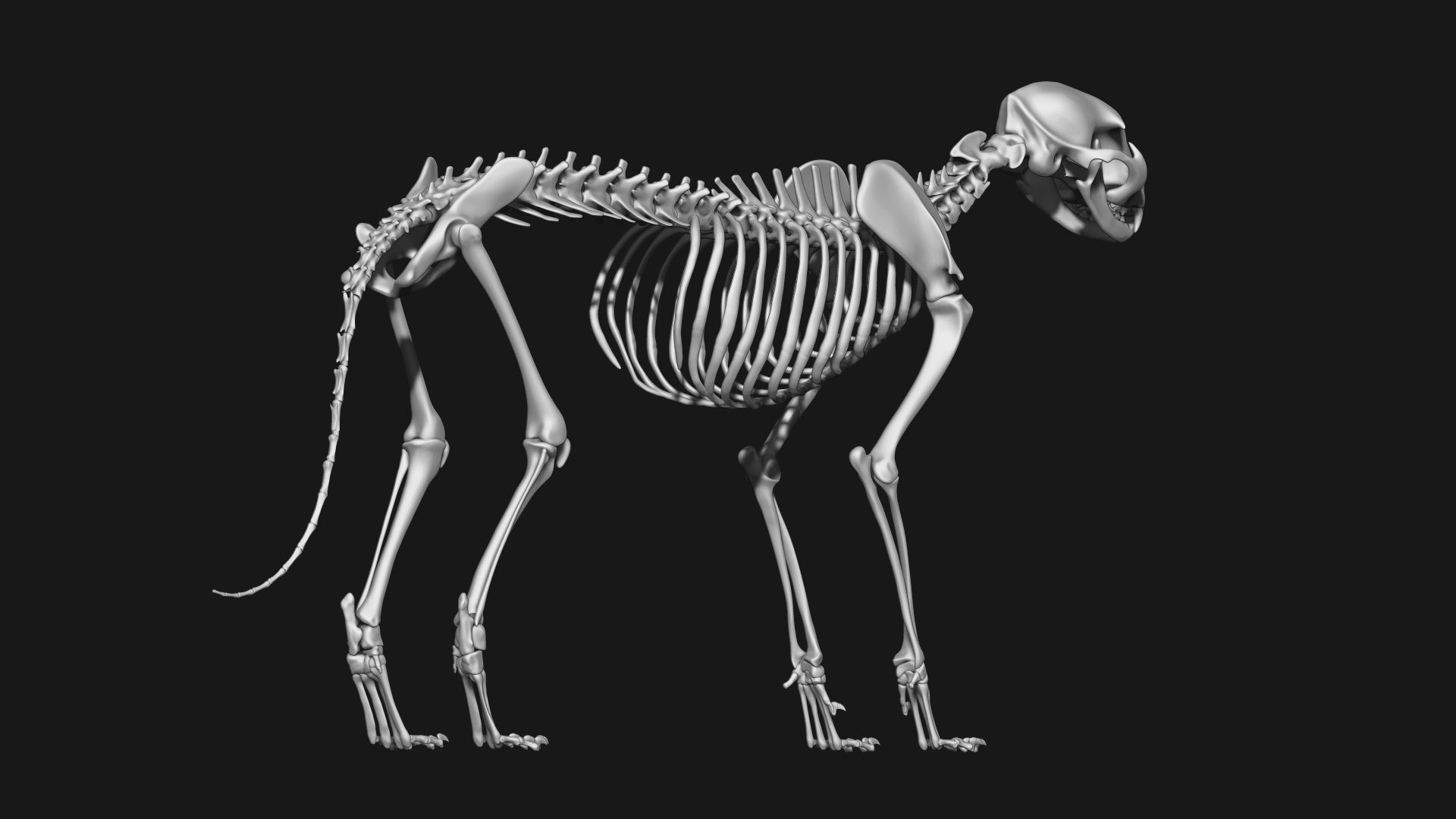 Cat and Dog skeleton 3D model_6