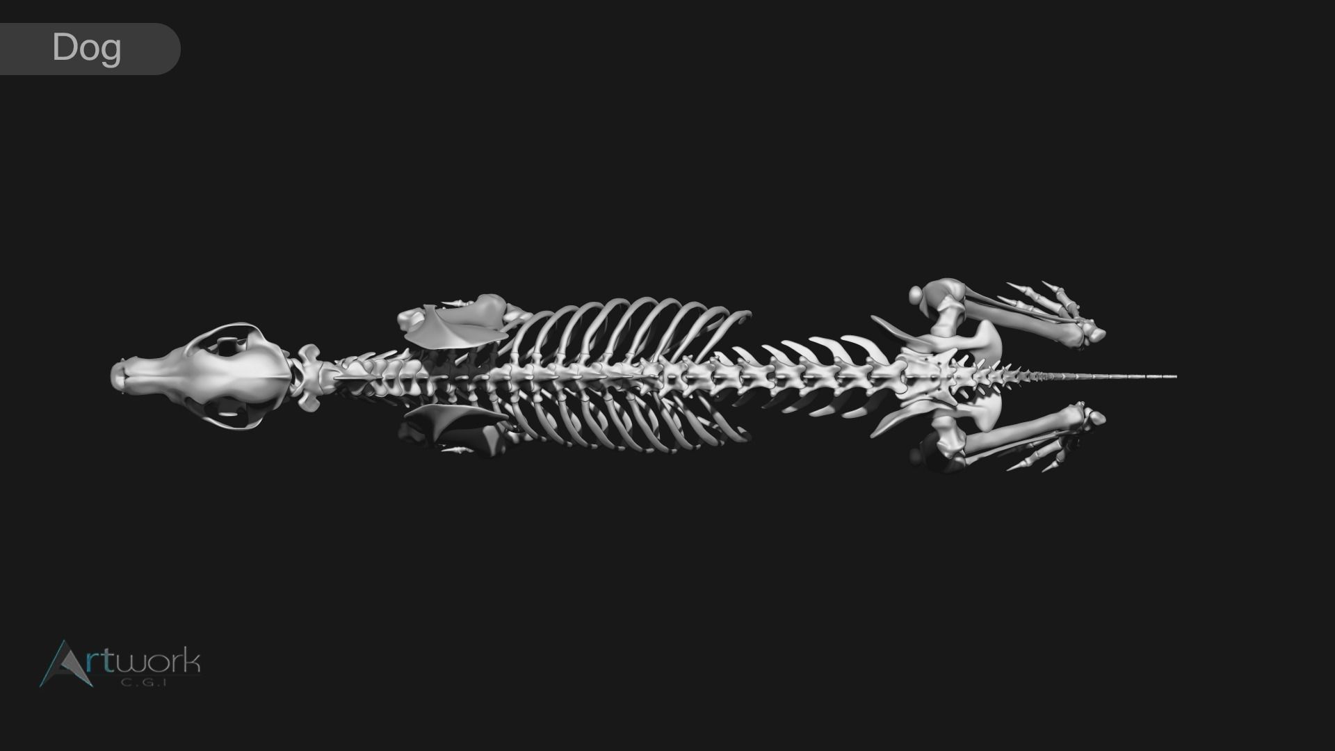 Cat and Dog skeleton 3D model_19