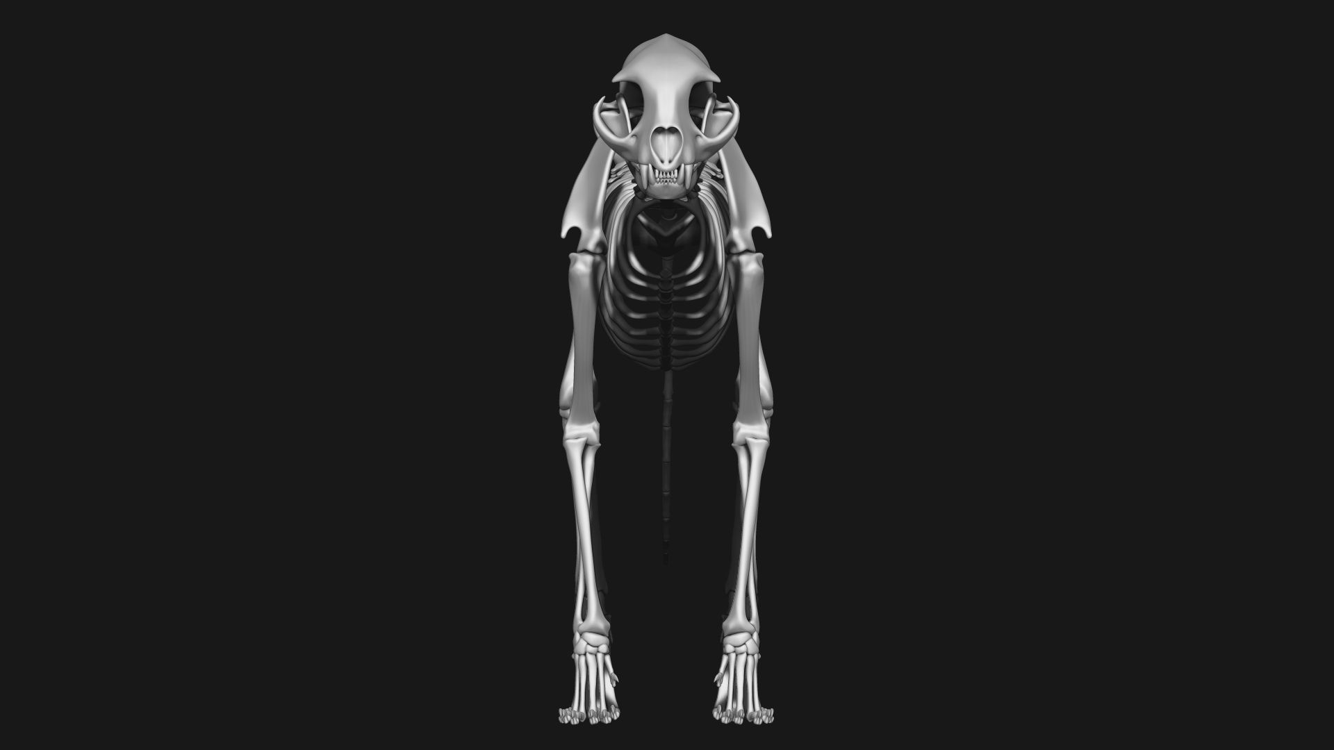 Cat and Dog skeleton 3D model_3