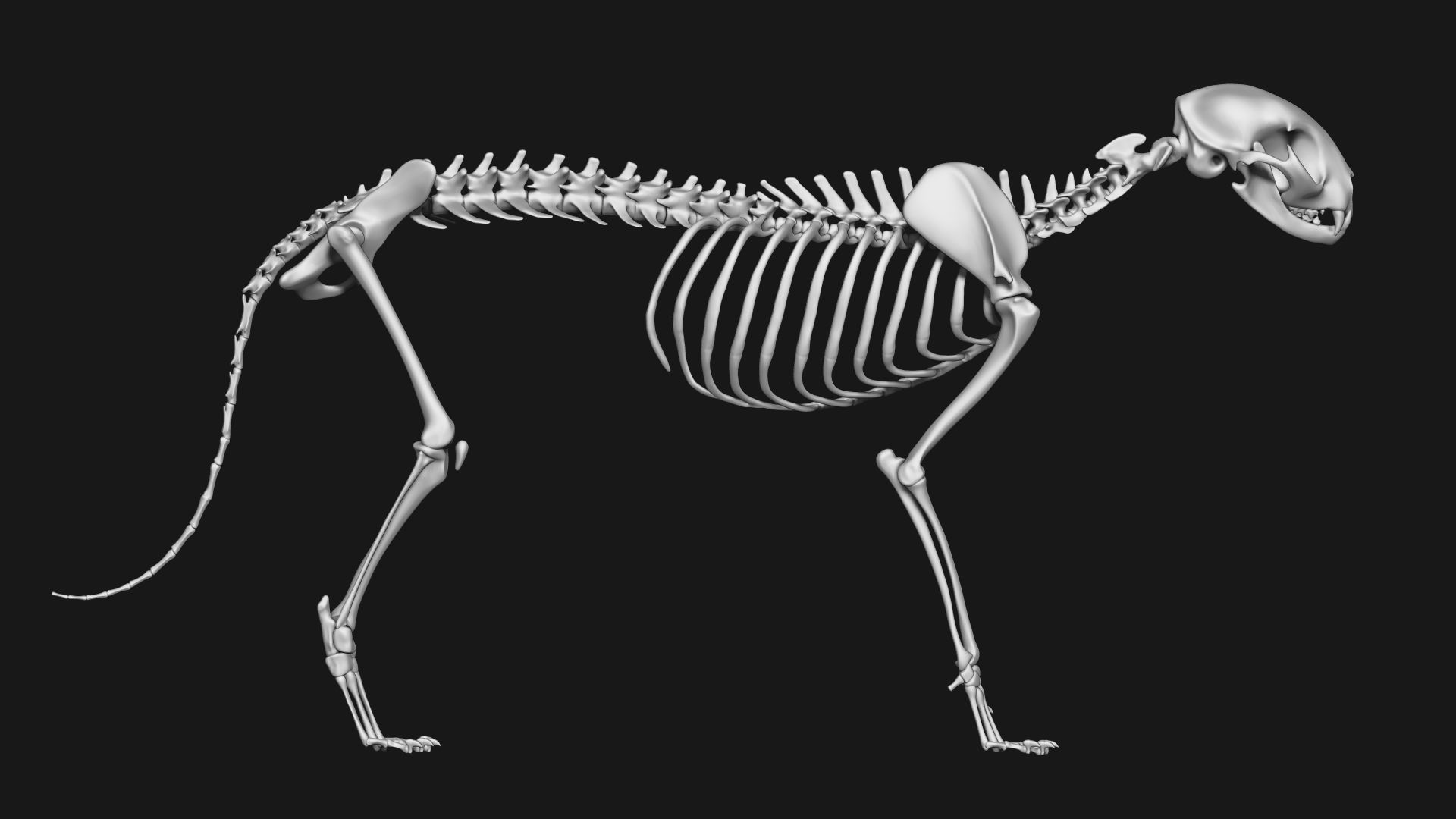 Cat and Dog skeleton 3D model_5