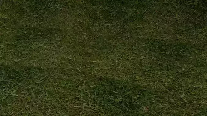 grass texture Texture