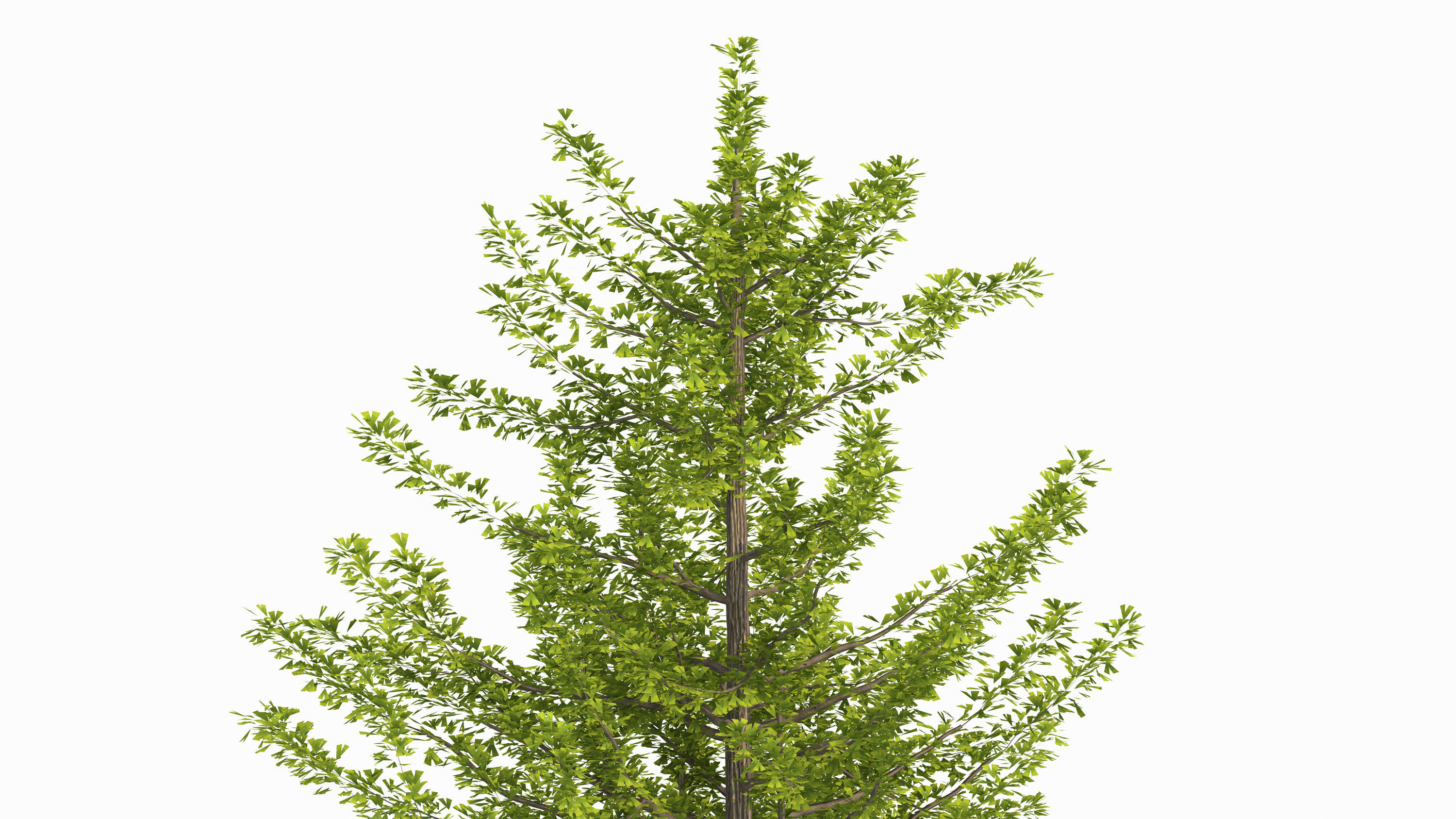Ginkgo biloba L 3D model_1