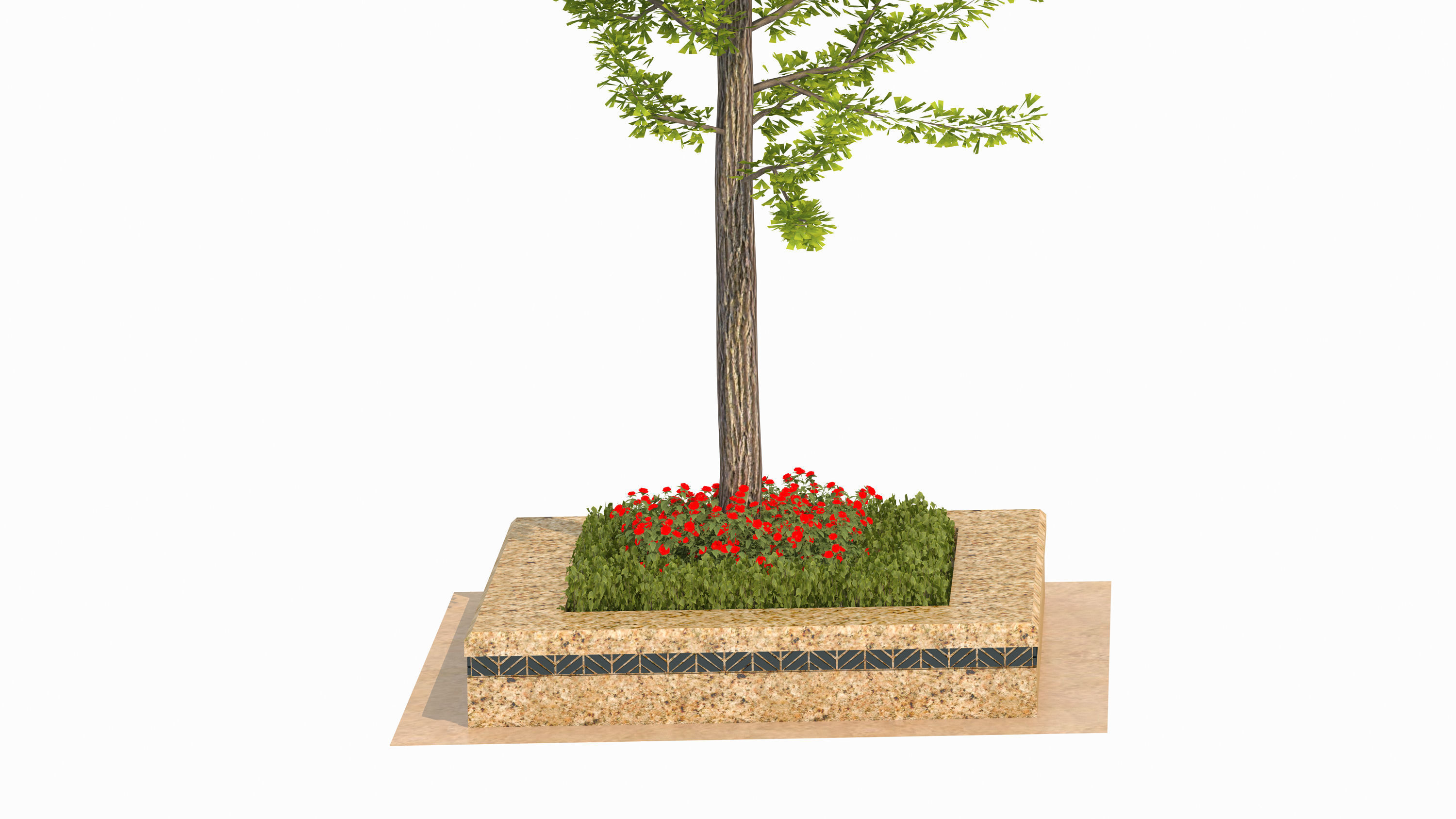 Ginkgo biloba L 3D model_2