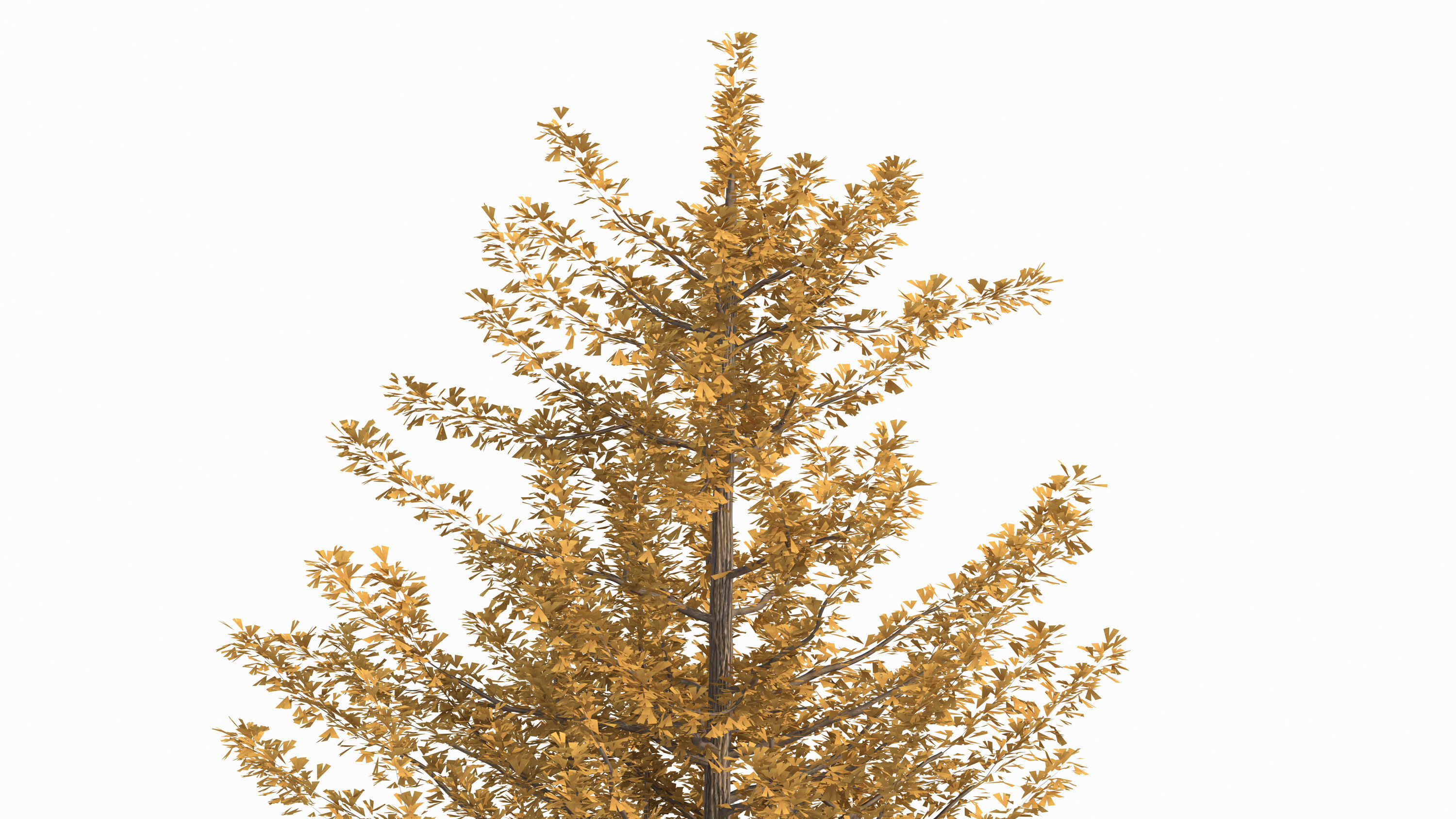 Ginkgo biloba L 3D model_4