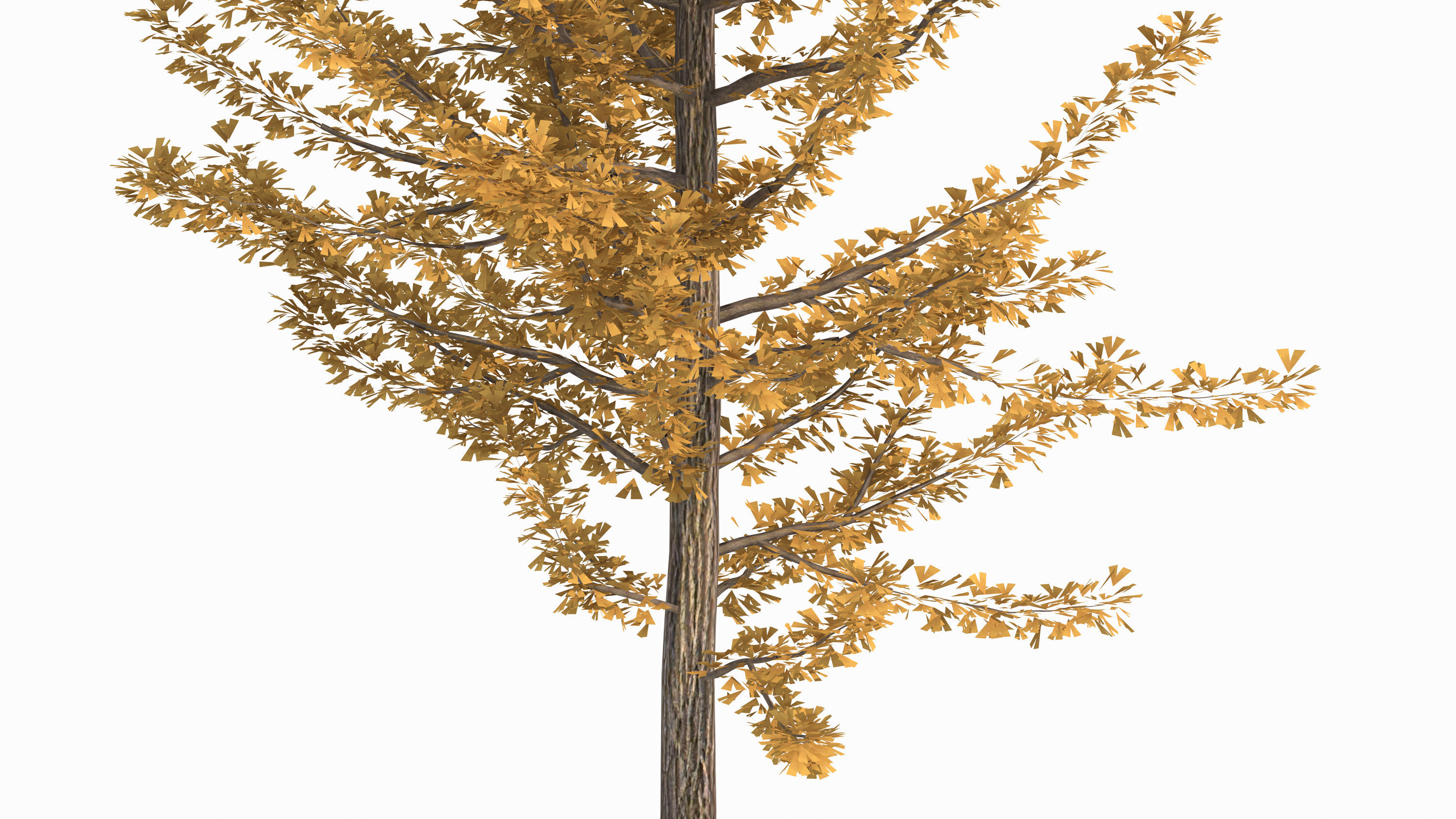 Ginkgo biloba L 3D model_5