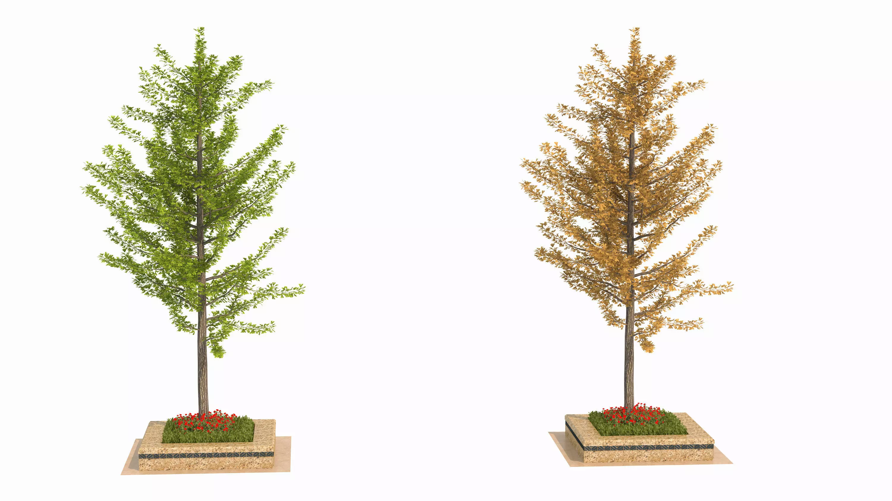Ginkgo biloba L 3D model_0