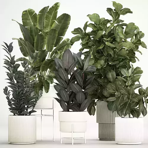 Plants In Flower Pots Ficus Strelitzia Zamioculcas 1230 3D model