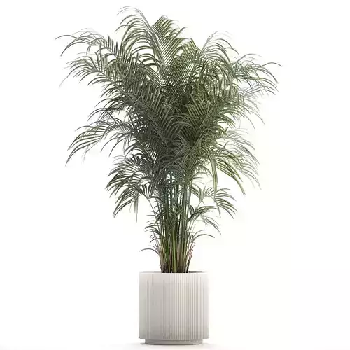 Beautiful palm tree in a flower pot for interior decor 1231 3D model