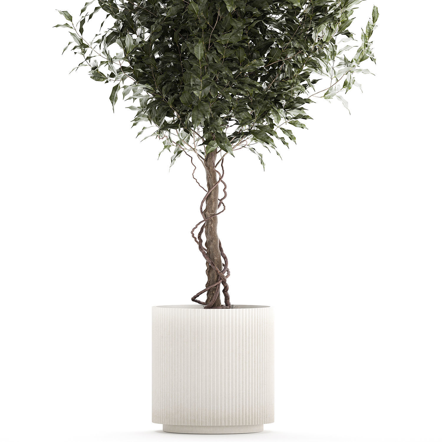 Beautiful interior tree Ficus benjamina in a flower pot 1232 3D model_2