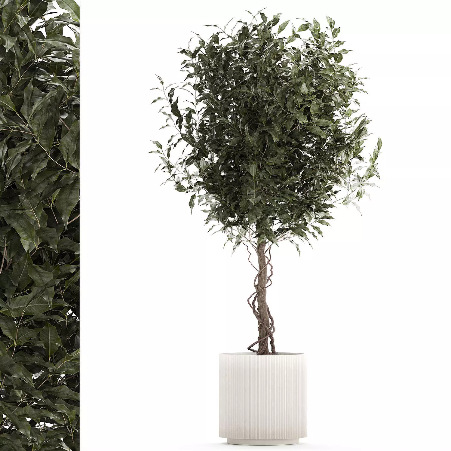 Beautiful interior tree Ficus benjamina in a flower pot 1232 3D model_0
