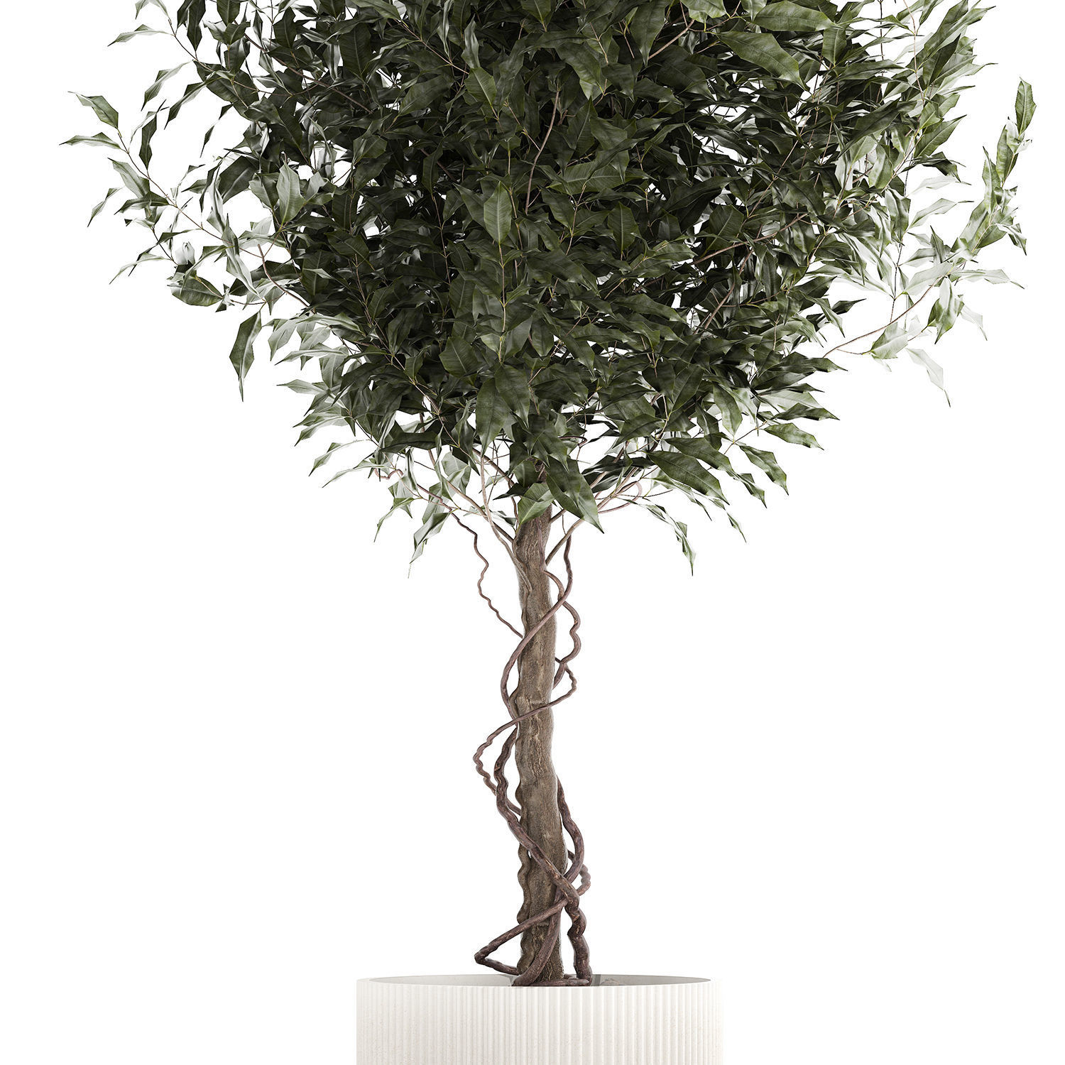 Beautiful interior tree Ficus benjamina in a flower pot 1232 3D model_7