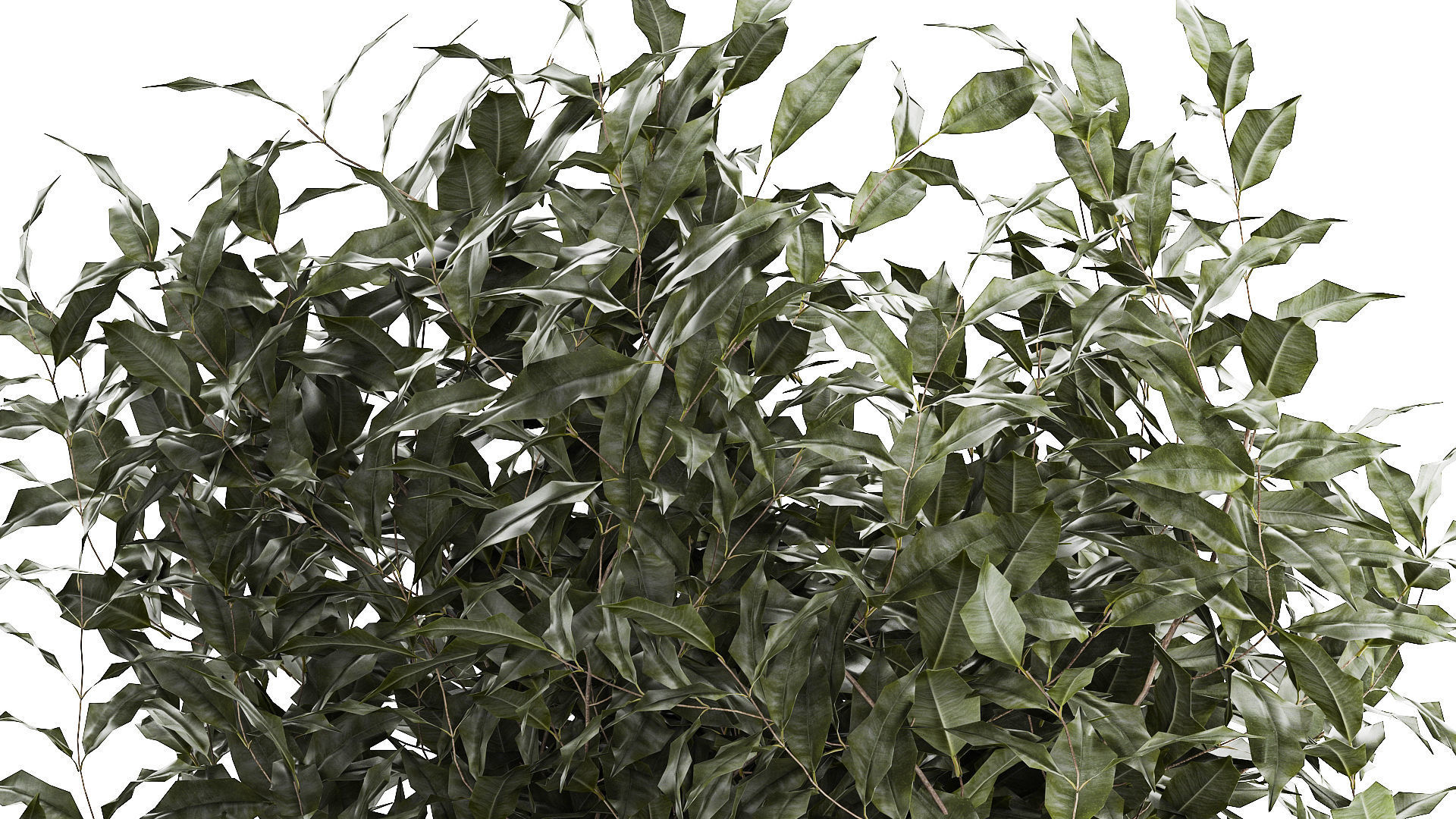 Beautiful interior tree Ficus benjamina in a flower pot 1232 3D model_4