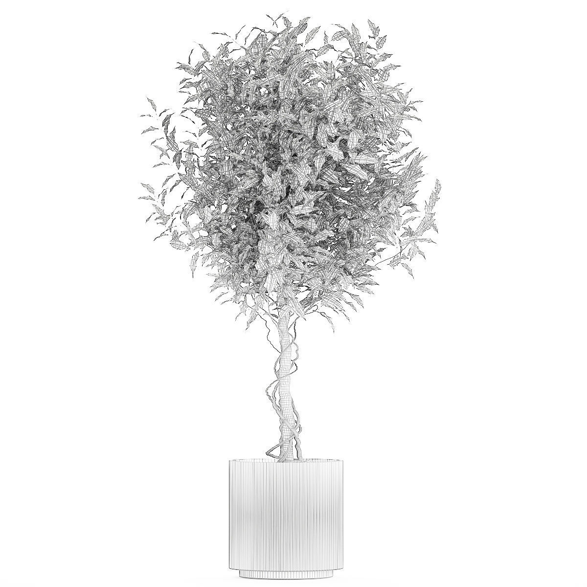 Beautiful interior tree Ficus benjamina in a flower pot 1232 3D model_9