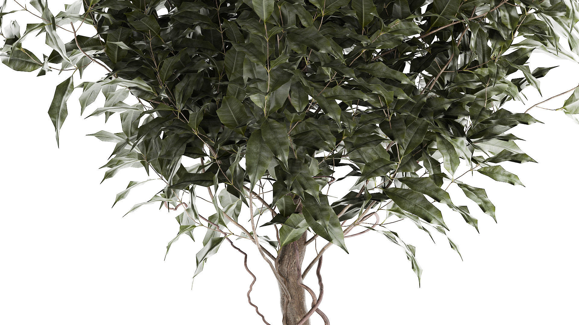 Beautiful interior tree Ficus benjamina in a flower pot 1232 3D model_3