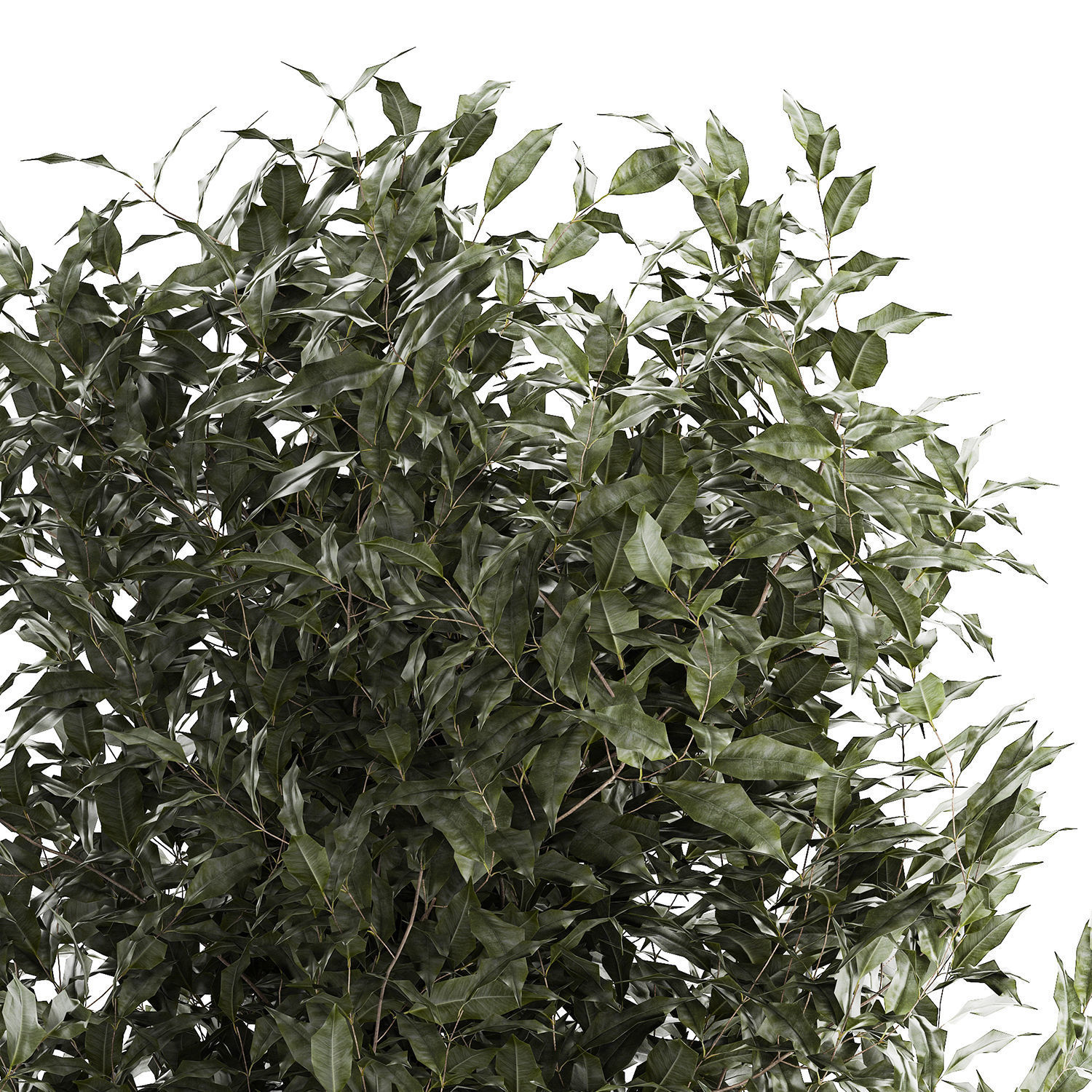 Beautiful interior tree Ficus benjamina in a flower pot 1232 3D model_6