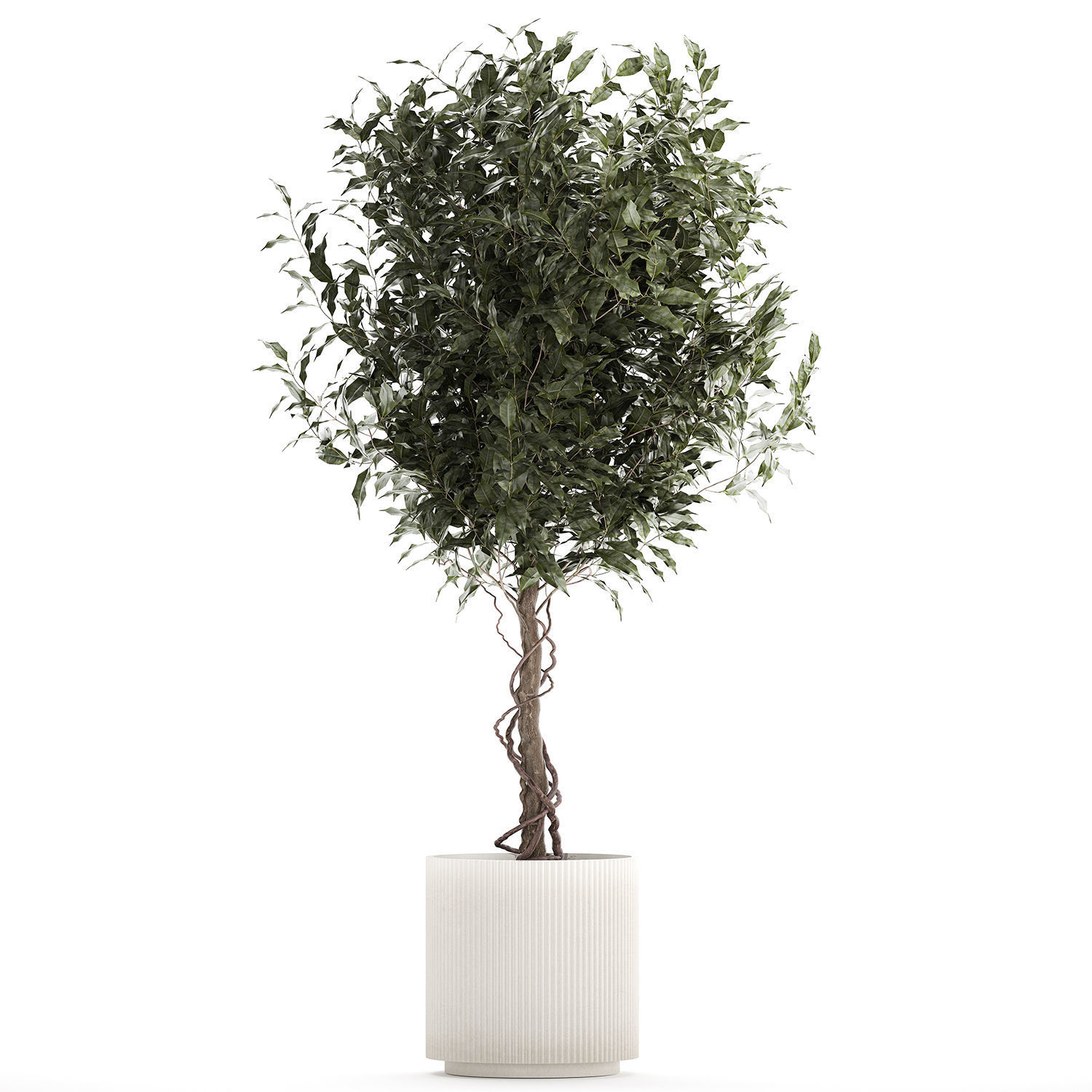 Beautiful interior tree Ficus benjamina in a flower pot 1232 3D model_5