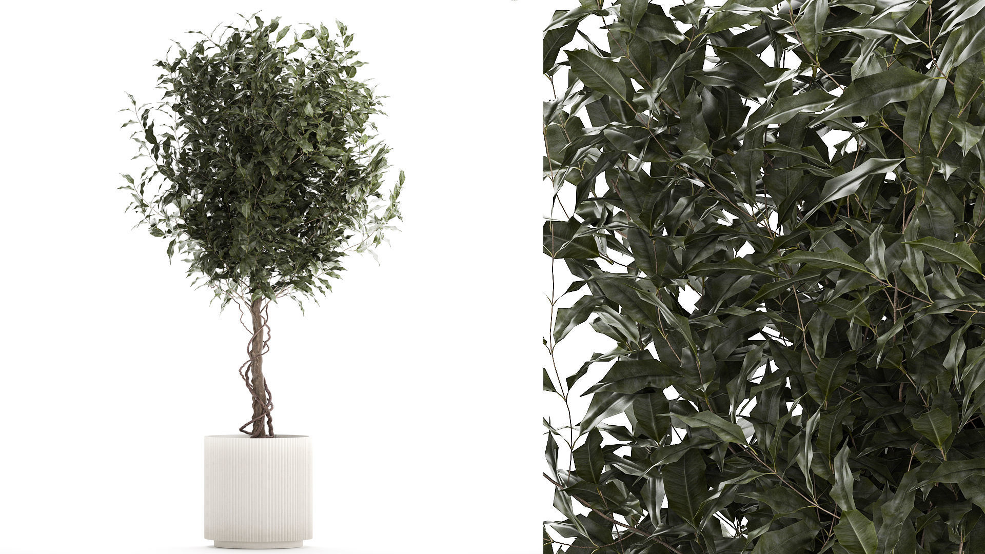 Beautiful interior tree Ficus benjamina in a flower pot 1232 3D model_1