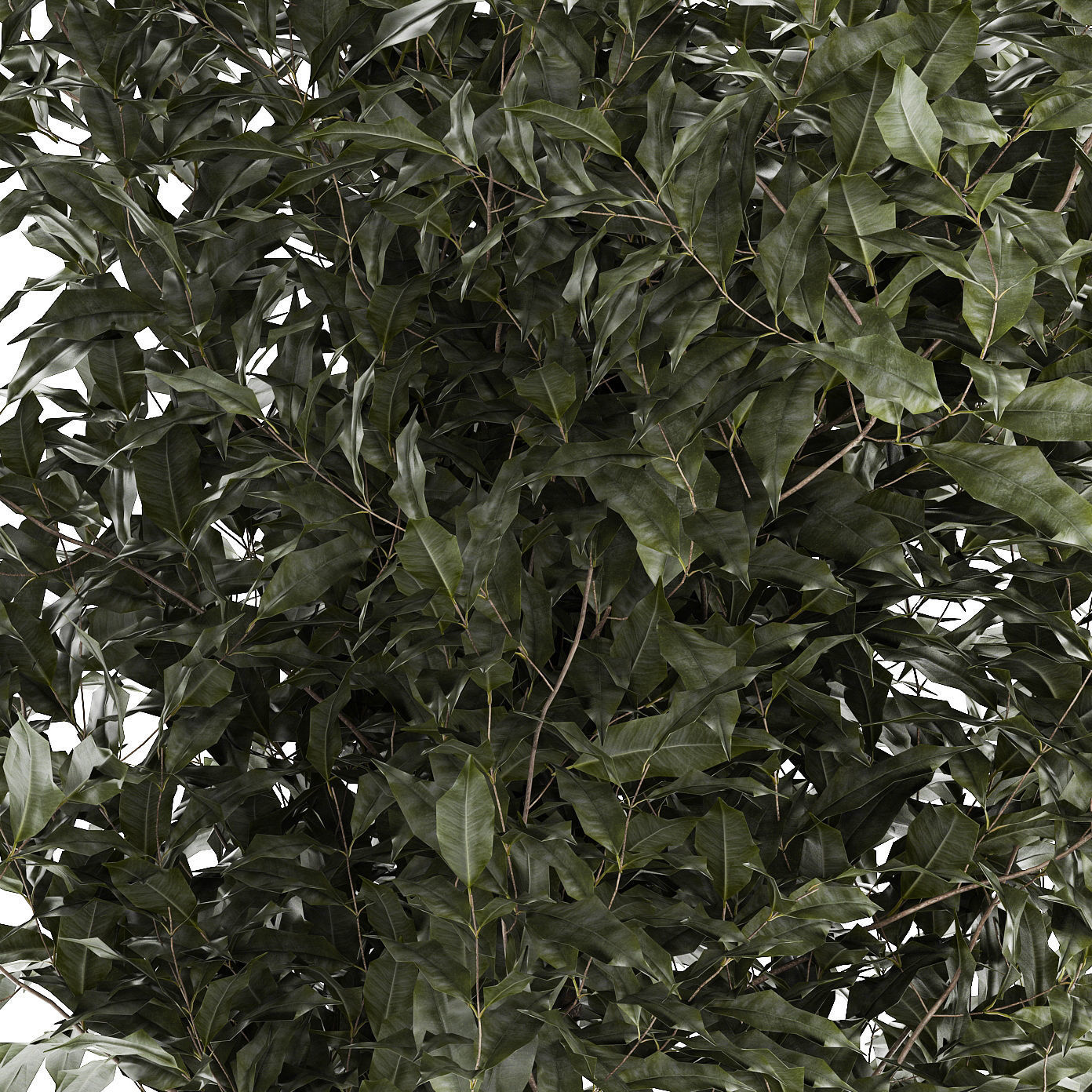 Beautiful interior tree Ficus benjamina in a flower pot 1232 3D model_8