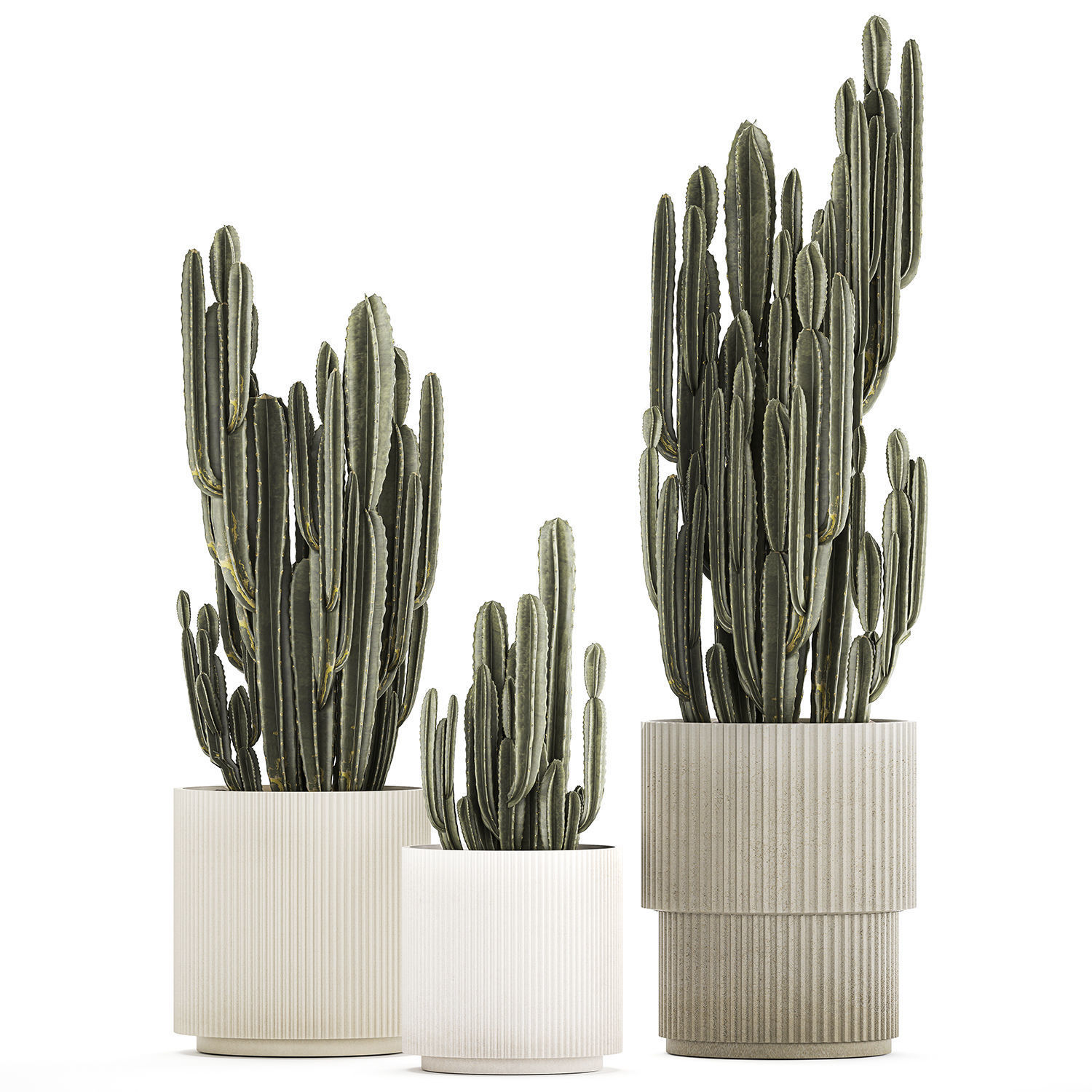 Cereus Cactus In Flower Pots For The Interior 1233 3D model_5