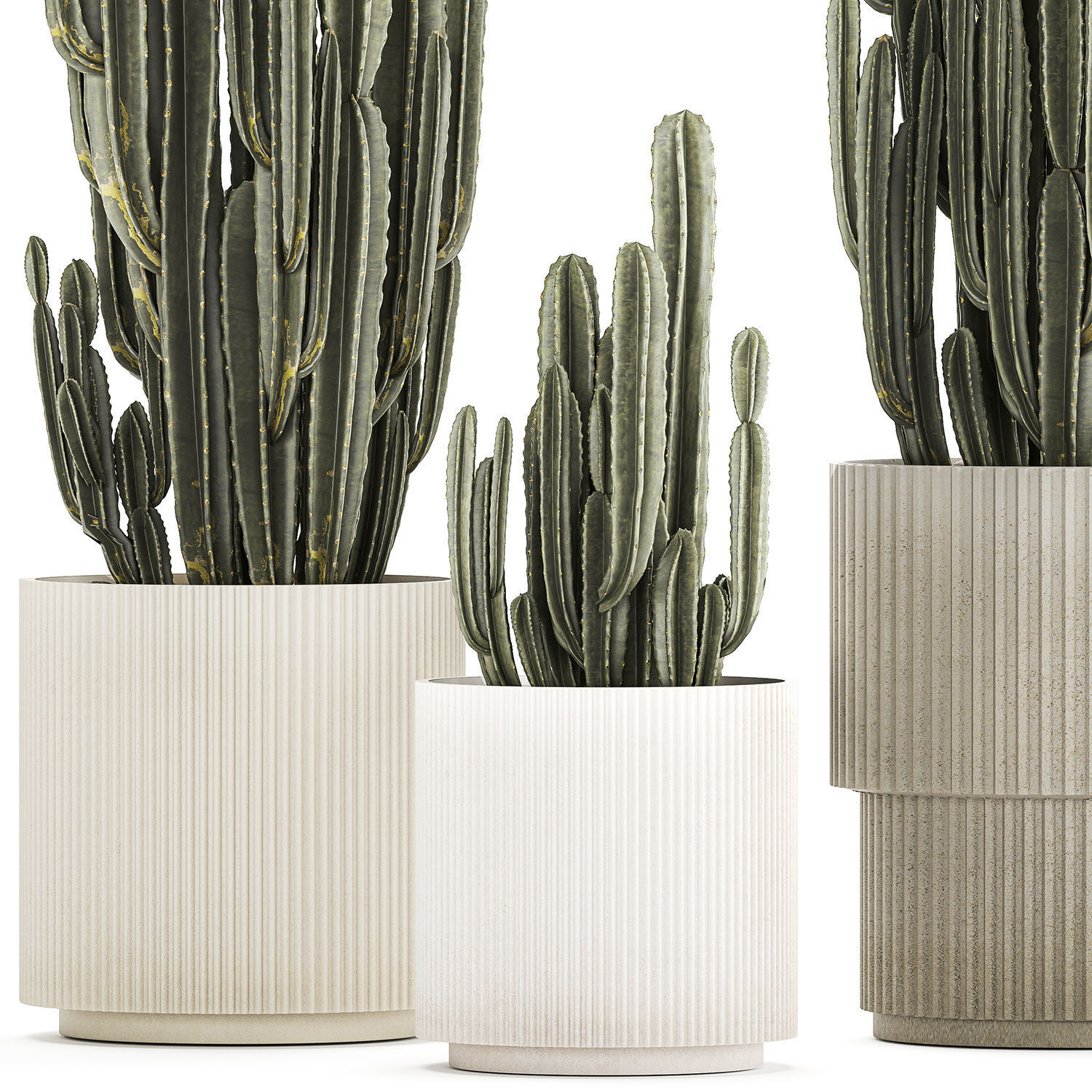 Cereus Cactus In Flower Pots For The Interior 1233 3D model_9