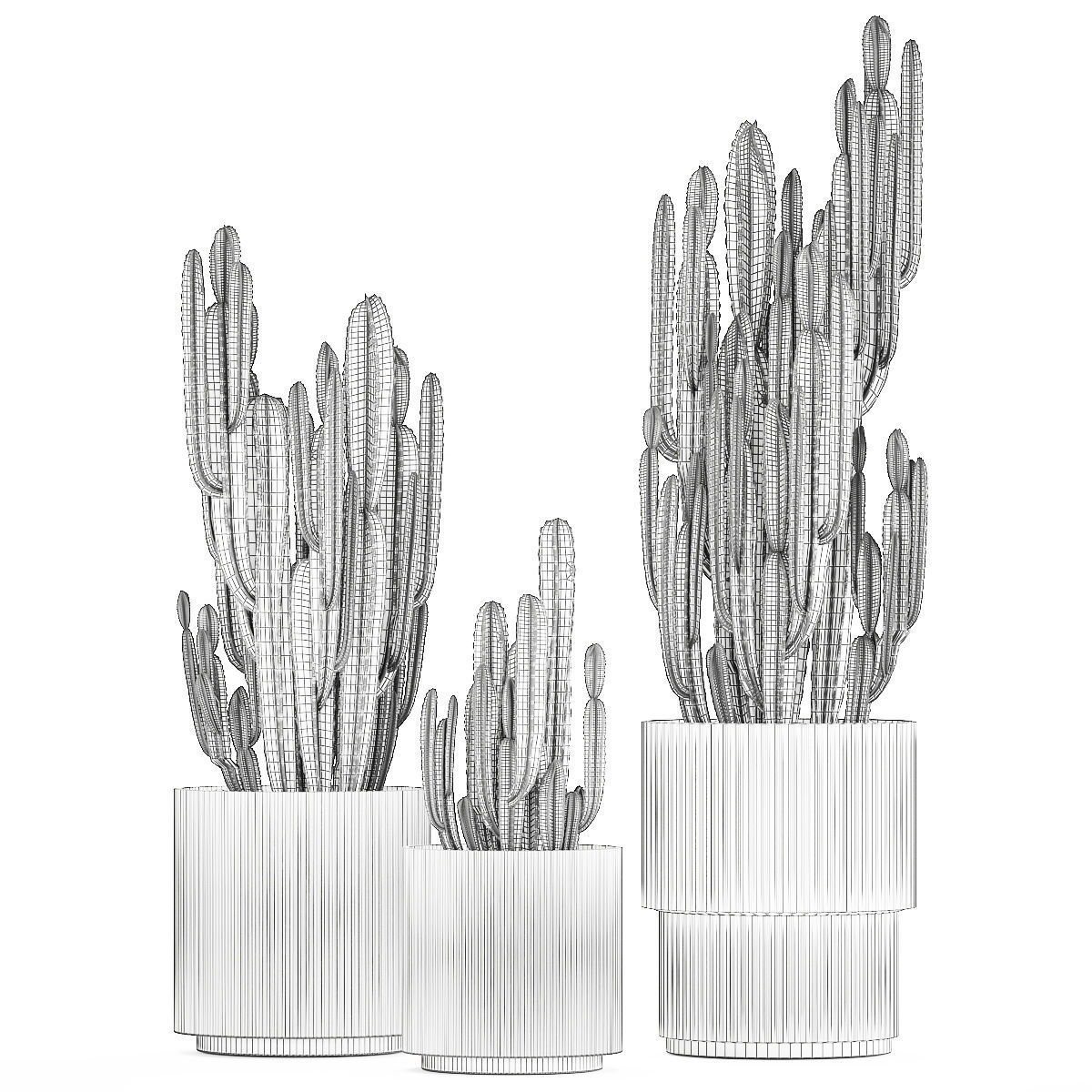 Cereus Cactus In Flower Pots For The Interior 1233 3D model_10