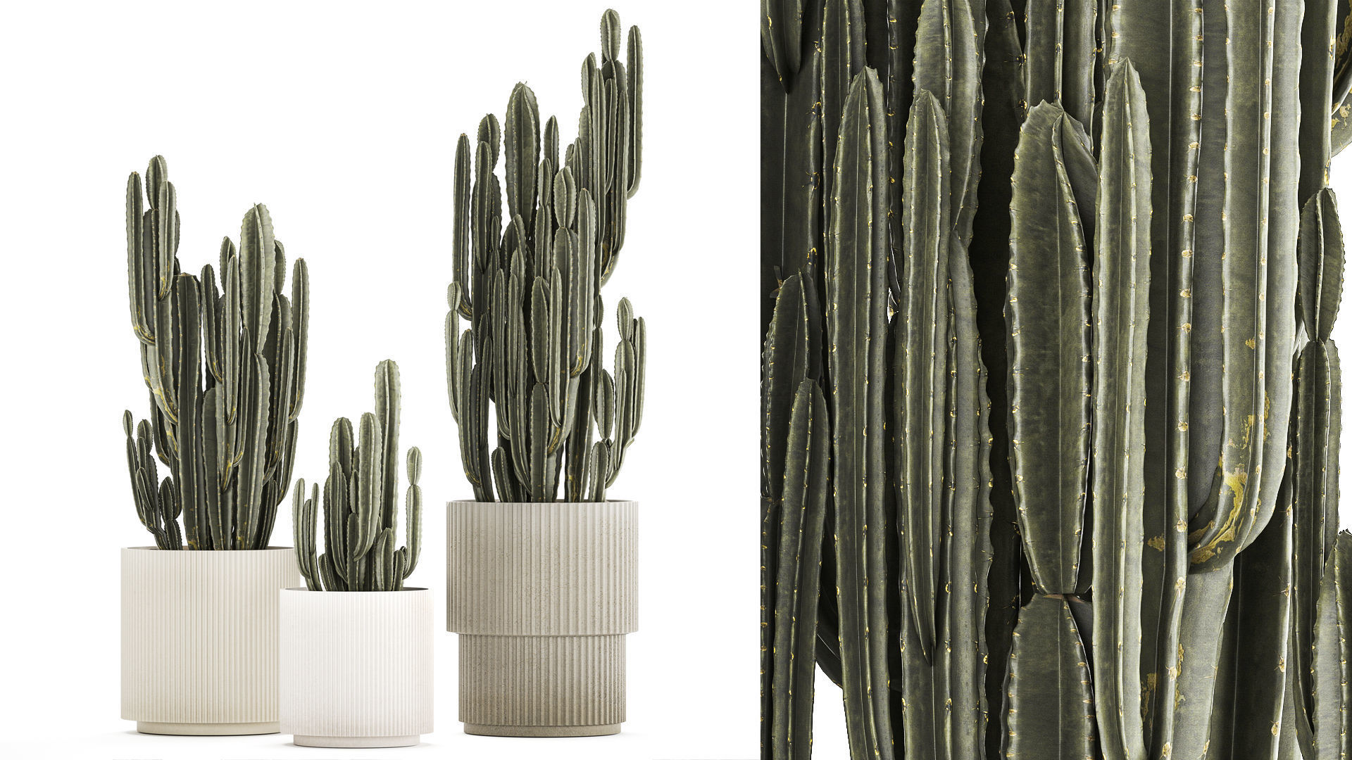 Cereus Cactus In Flower Pots For The Interior 1233 3D model_1