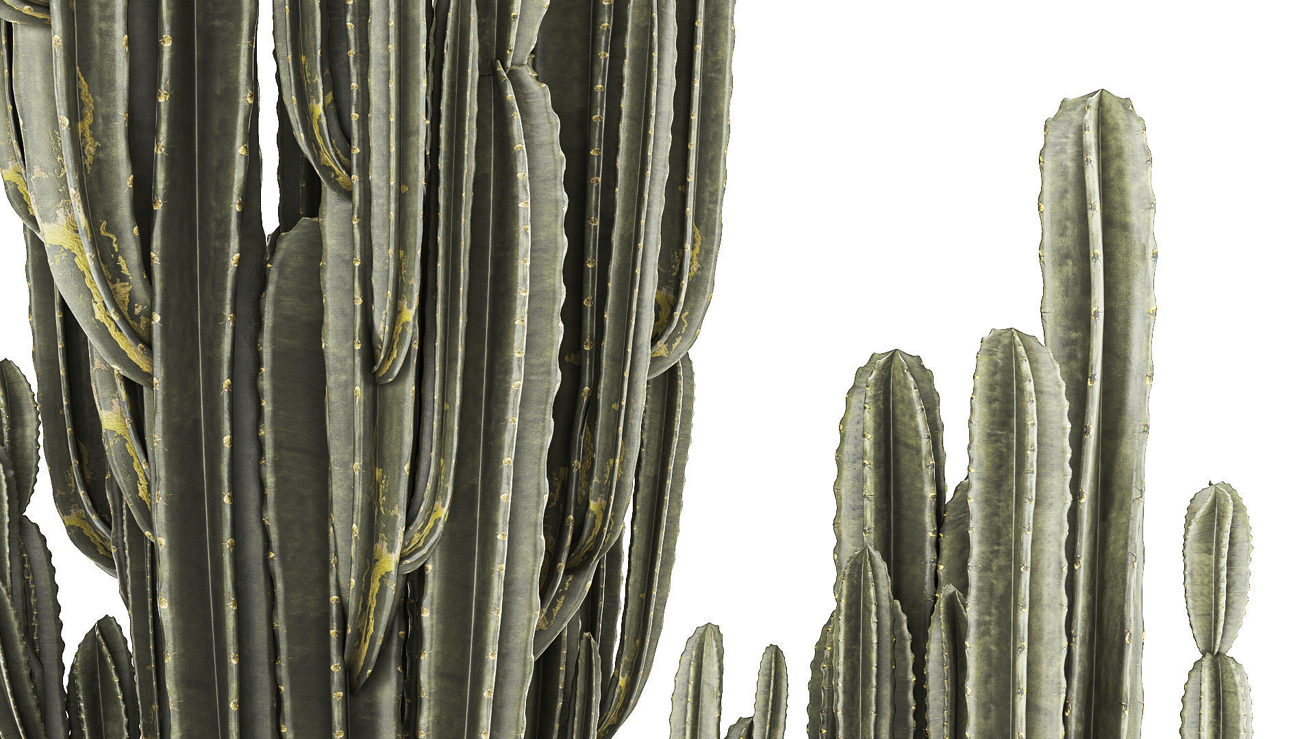 Cereus Cactus In Flower Pots For The Interior 1233 3D model_4