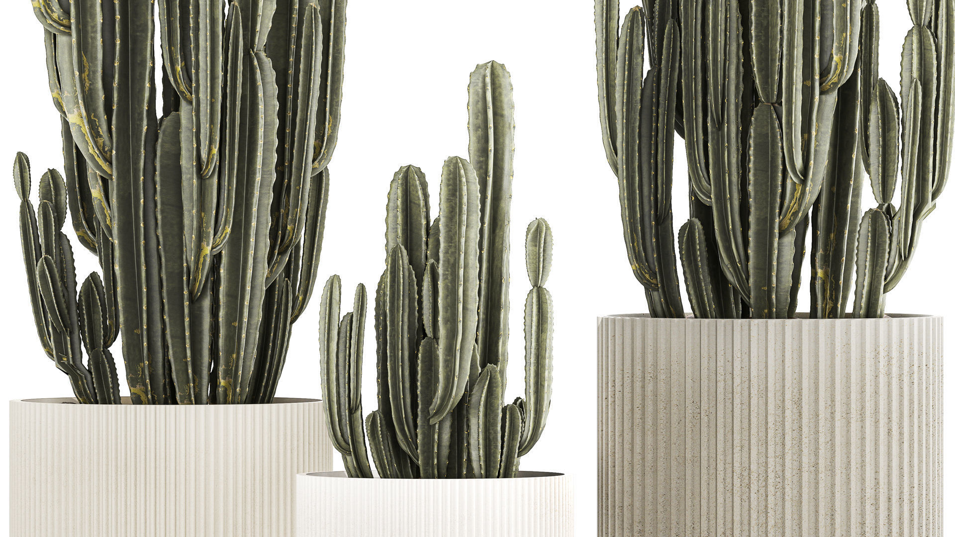 Cereus Cactus In Flower Pots For The Interior 1233 3D model_3