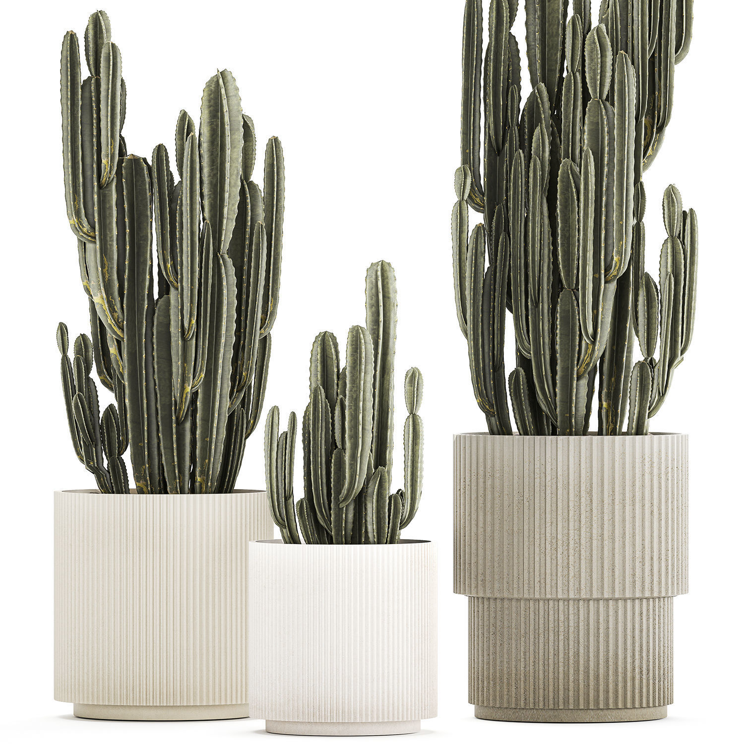 Cereus Cactus In Flower Pots For The Interior 1233 3D model_6