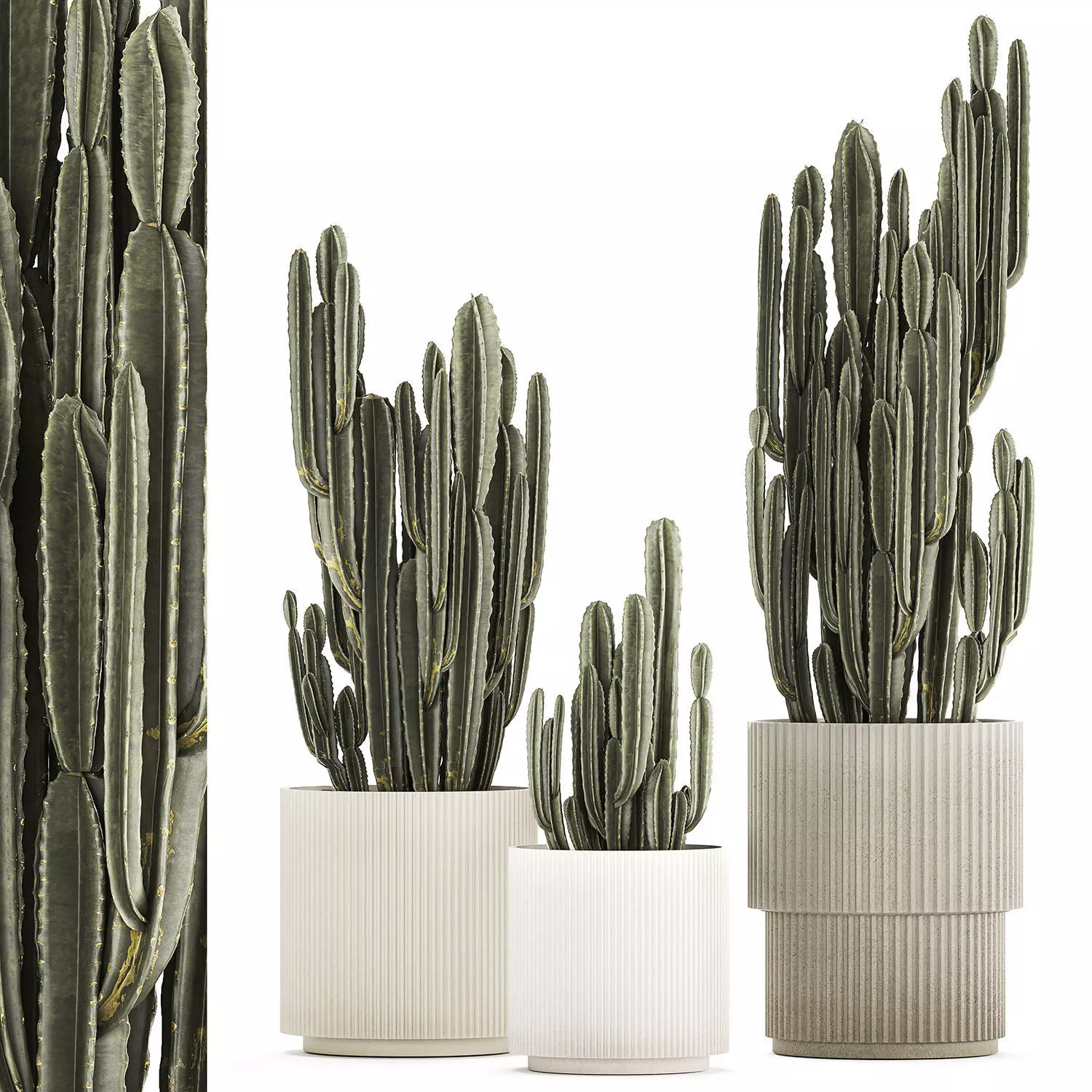 Cereus Cactus In Flower Pots For The Interior 1233 3D model_0