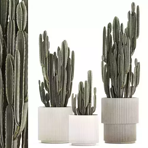 Cereus Cactus In Flower Pots For The Interior 1233 3D model