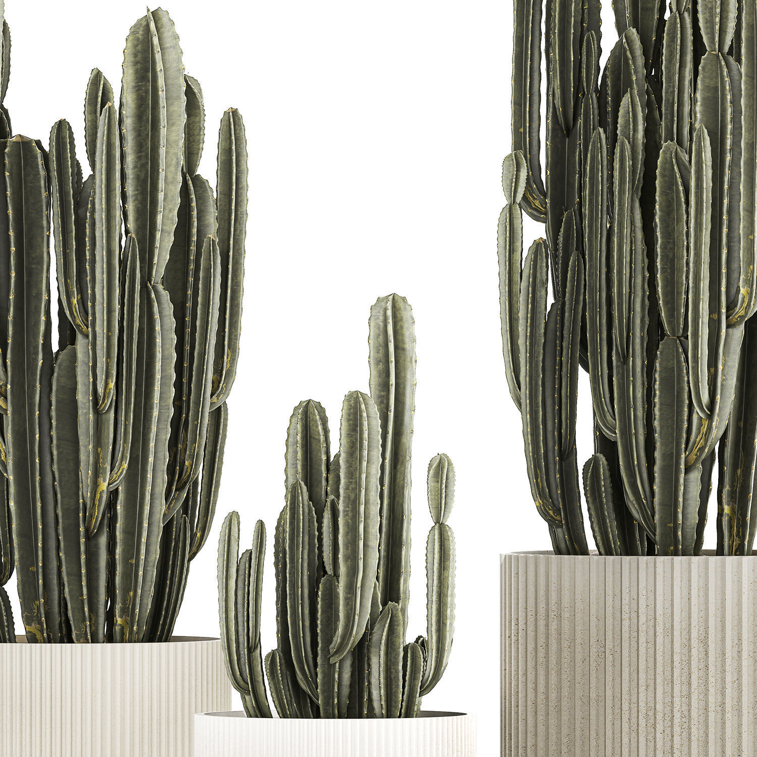 Cereus Cactus In Flower Pots For The Interior 1233 3D model_7