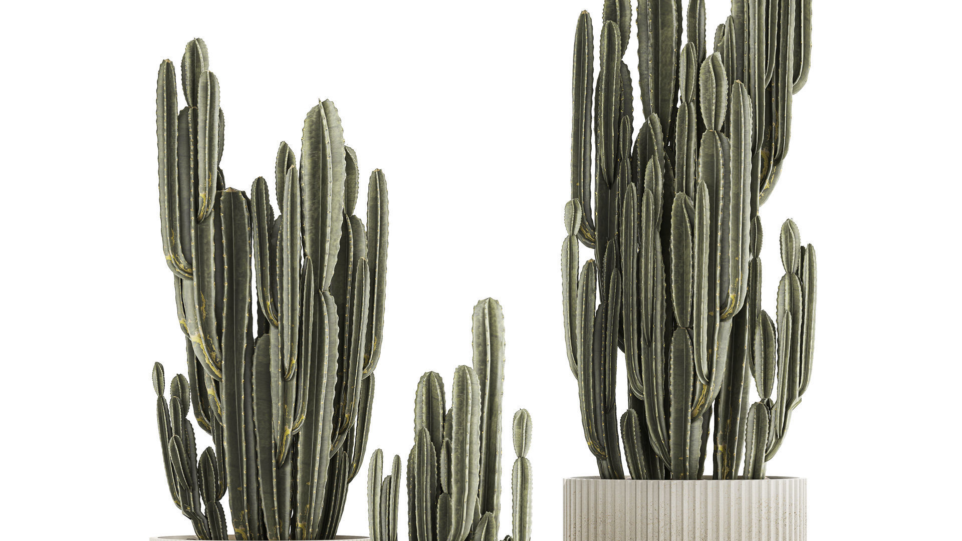Cereus Cactus In Flower Pots For The Interior 1233 3D model_2