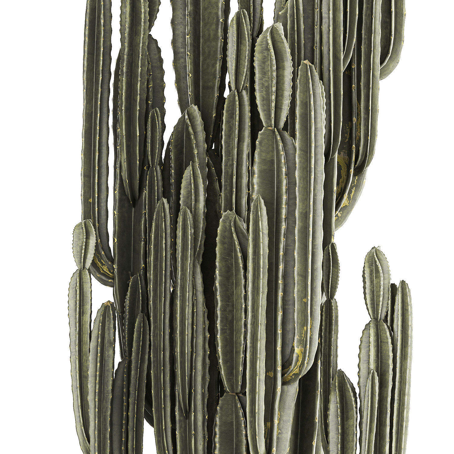 Cereus Cactus In Flower Pots For The Interior 1233 3D model_8