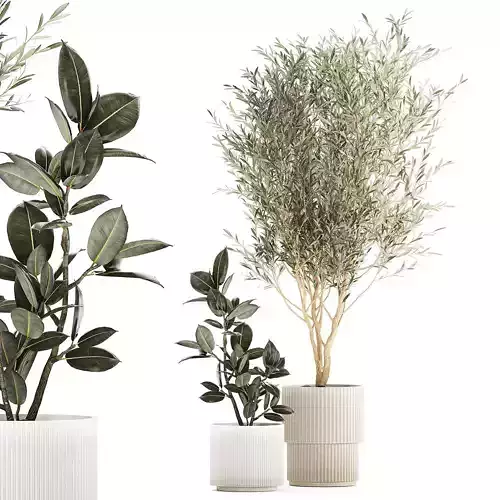 Beautiful Olive tree and Ficus elastica in a flower pot 1234