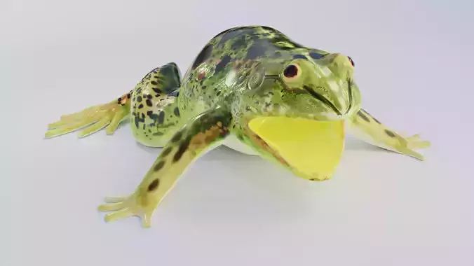 Jungle frog 3D model