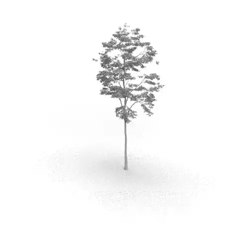 Tree Growth 3D model