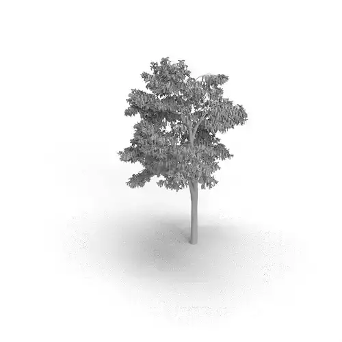 Tree Maple  3D model
