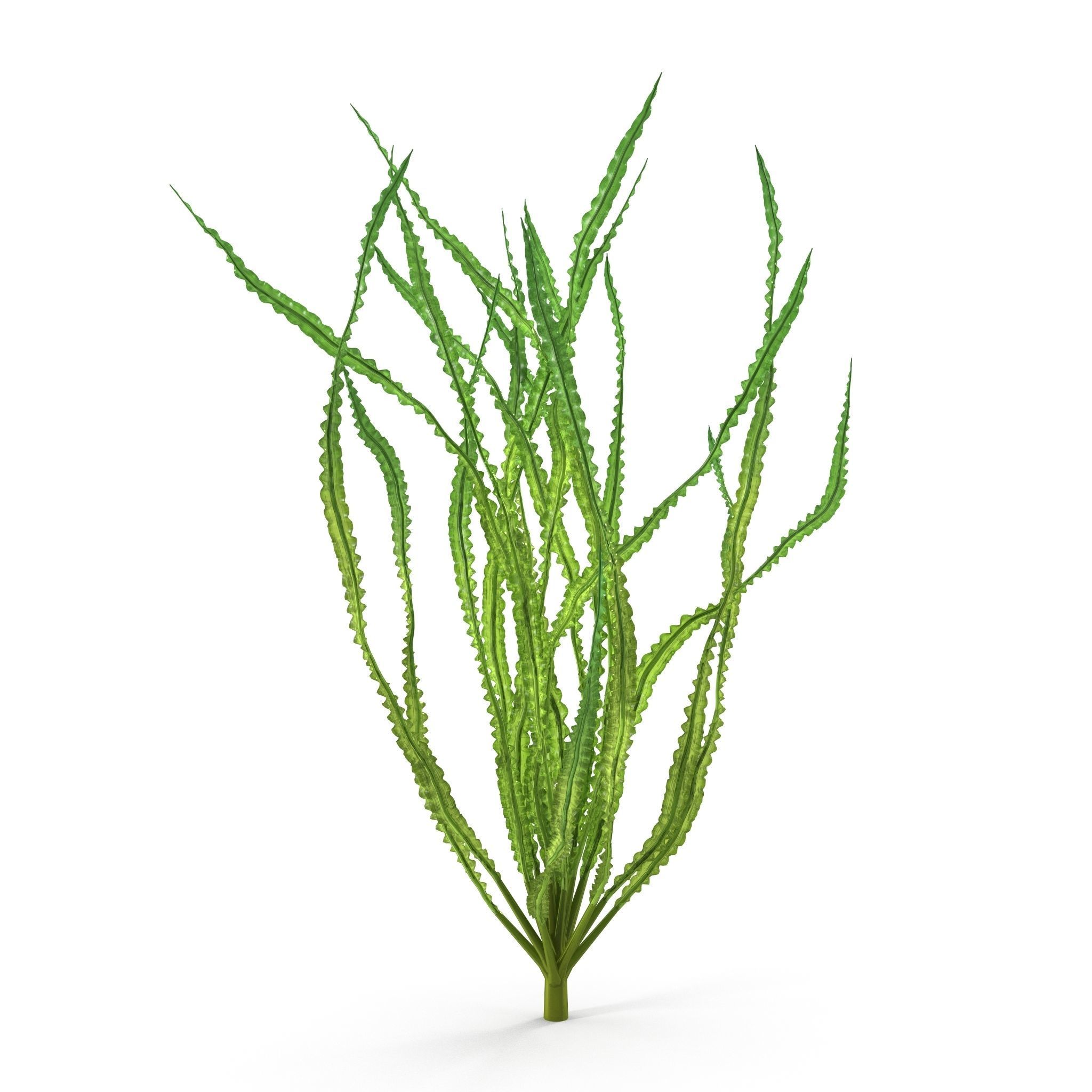 Crinum calamistratum 3D model_3