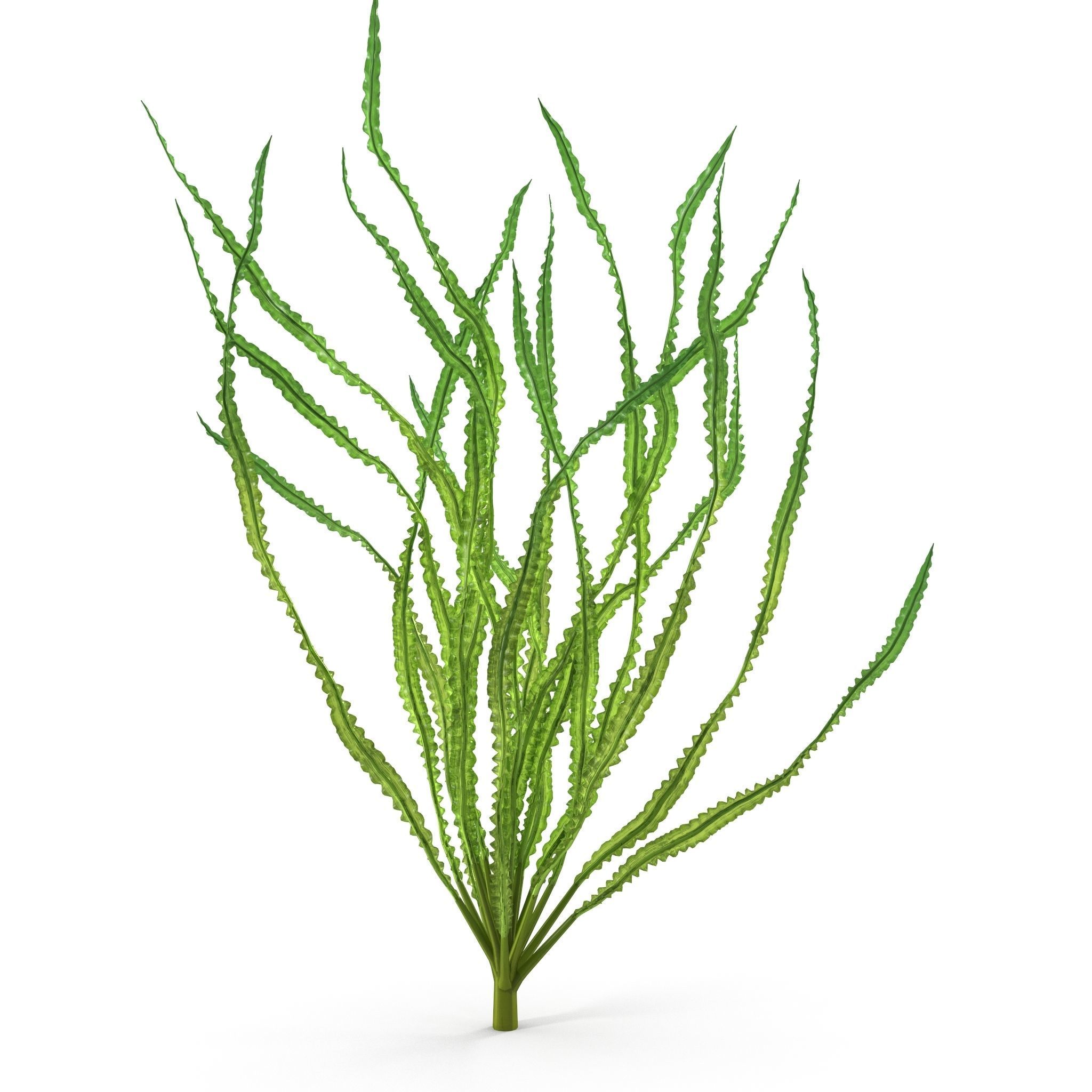 Crinum calamistratum 3D model_6