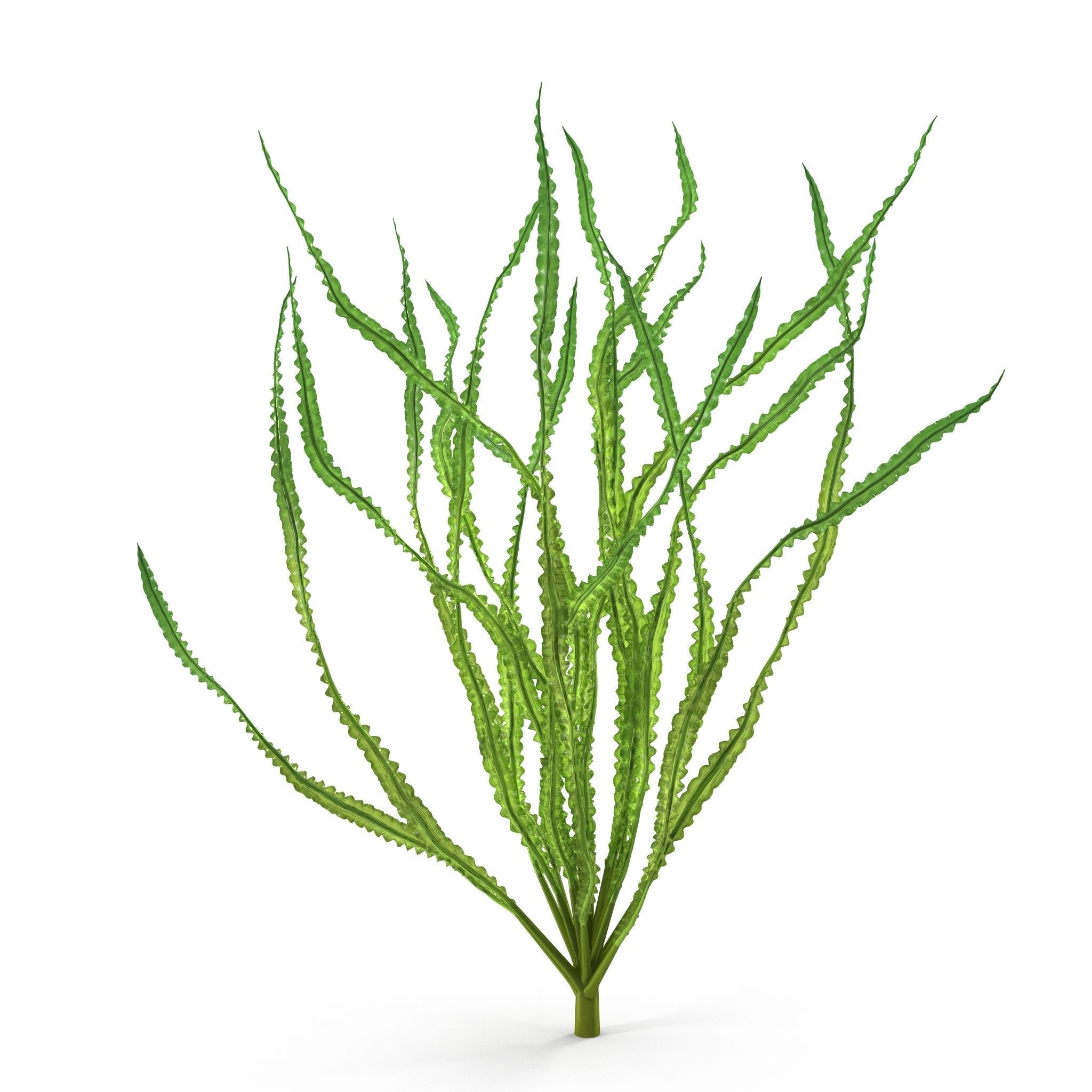 Crinum calamistratum 3D model_4