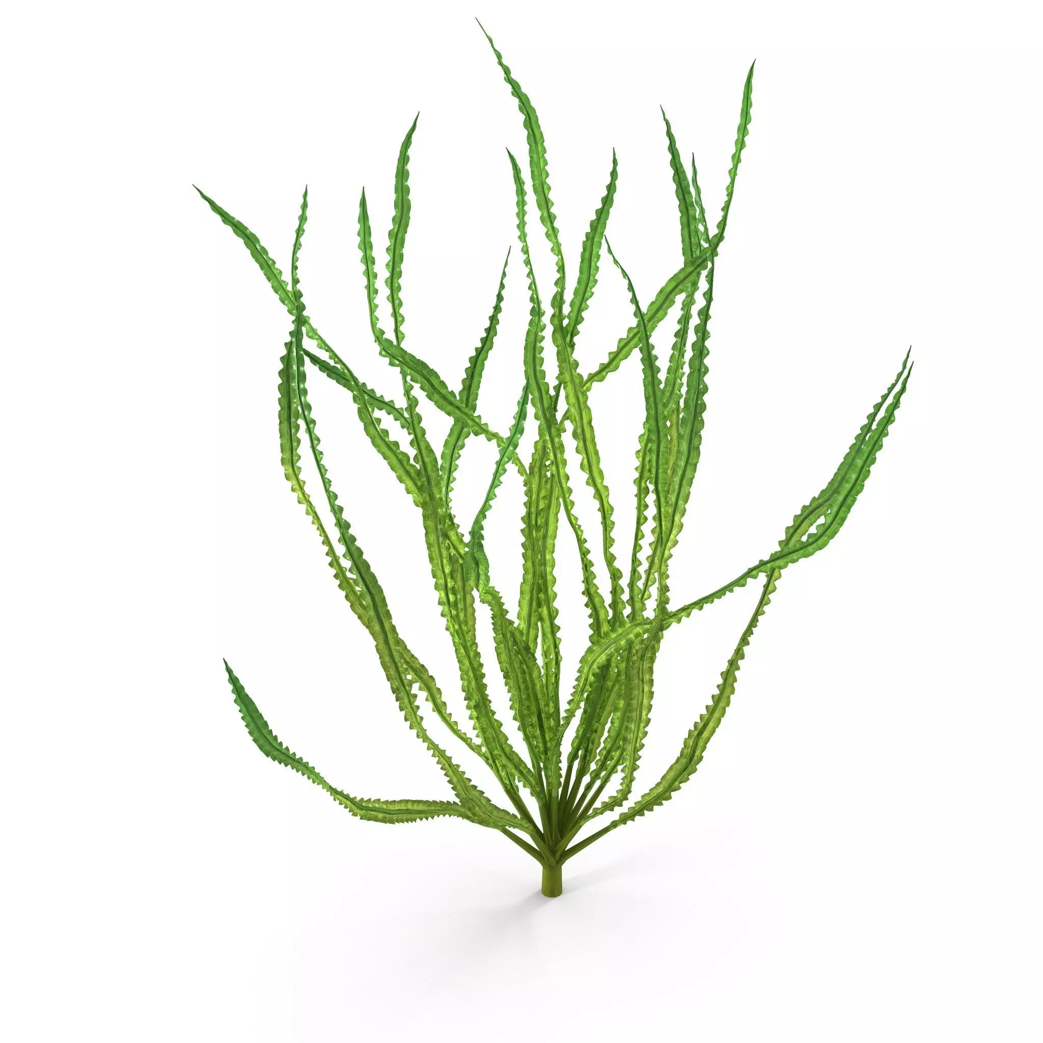 Crinum calamistratum 3D model_0