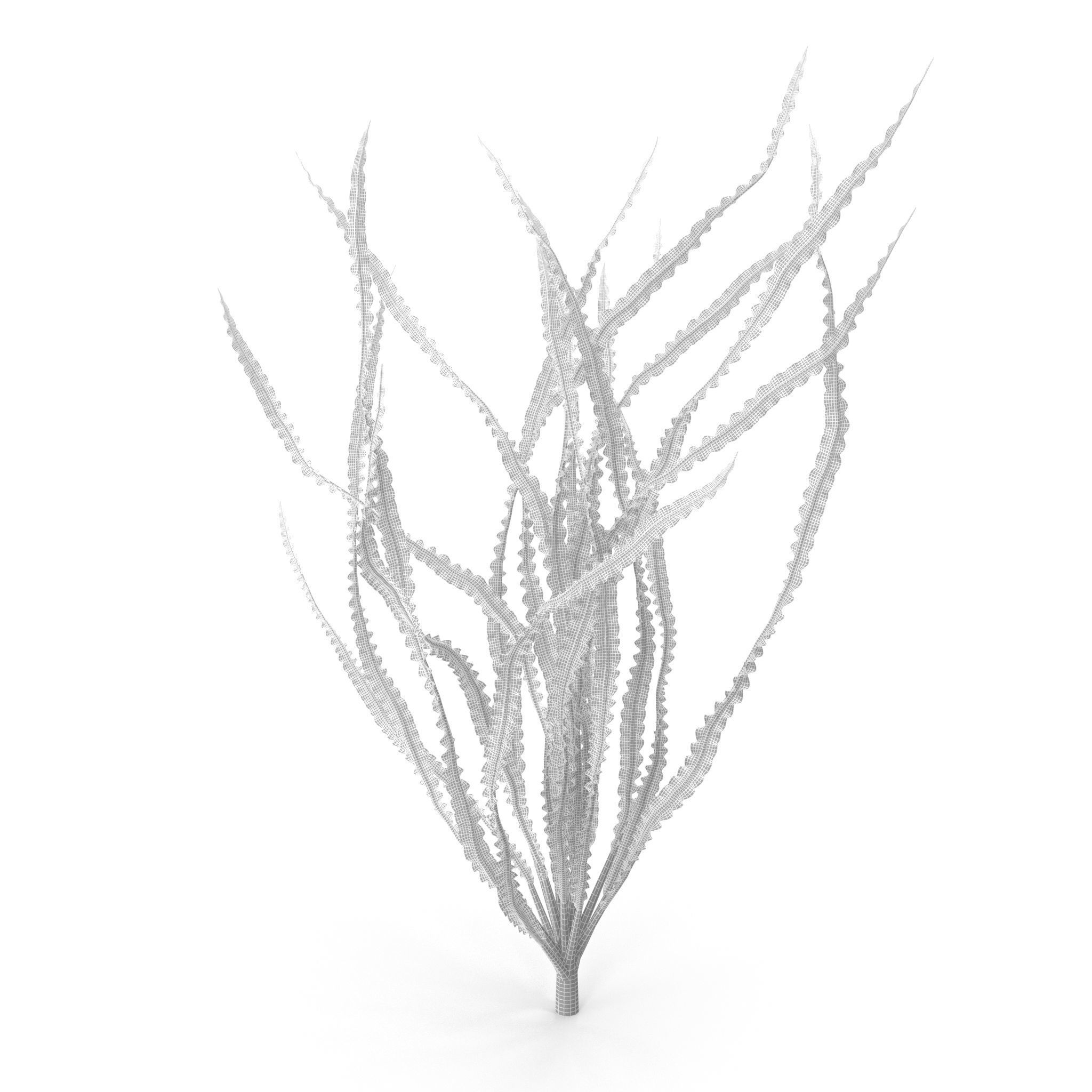 Crinum calamistratum 3D model_8